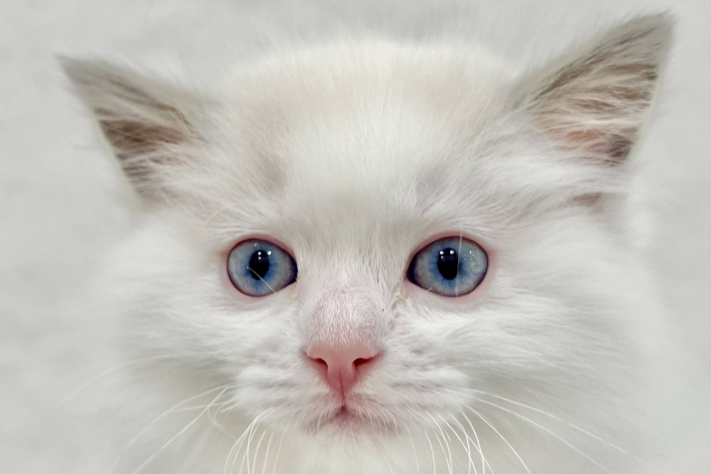 愛知県のラグドール (リソラ大府店/2025年12月24日生まれ/男の子/ブルーポイントバイカラー)の子猫の1枚目の画像