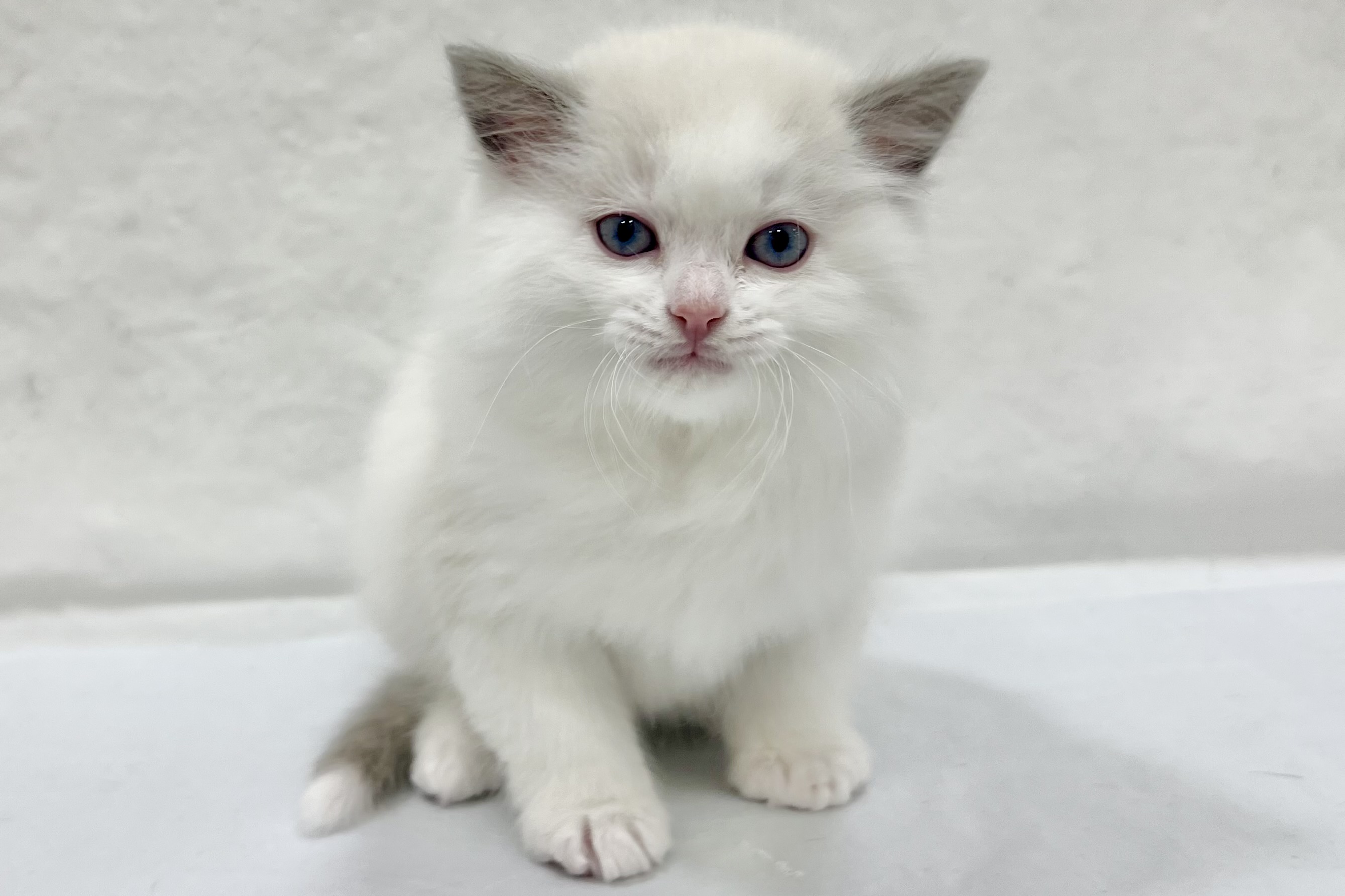 愛知県のラグドール (リソラ大府店/2025年12月24日生まれ/男の子/ブルーポイントバイカラー)の子猫の2枚目の画像