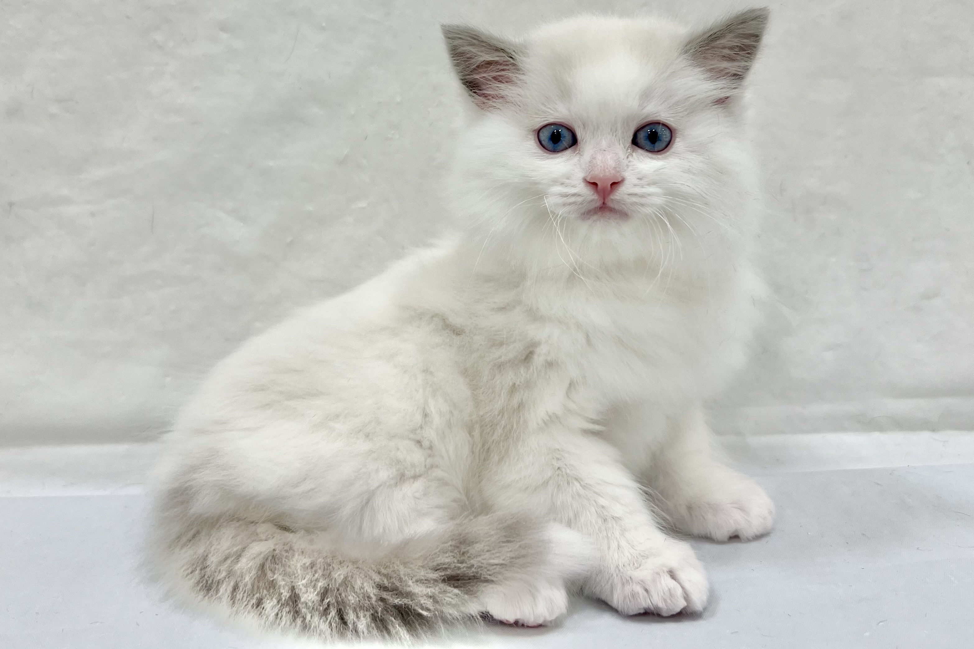 愛知県のラグドール (リソラ大府店/2025年12月24日生まれ/男の子/ブルーポイントバイカラー)の子猫の3枚目の画像