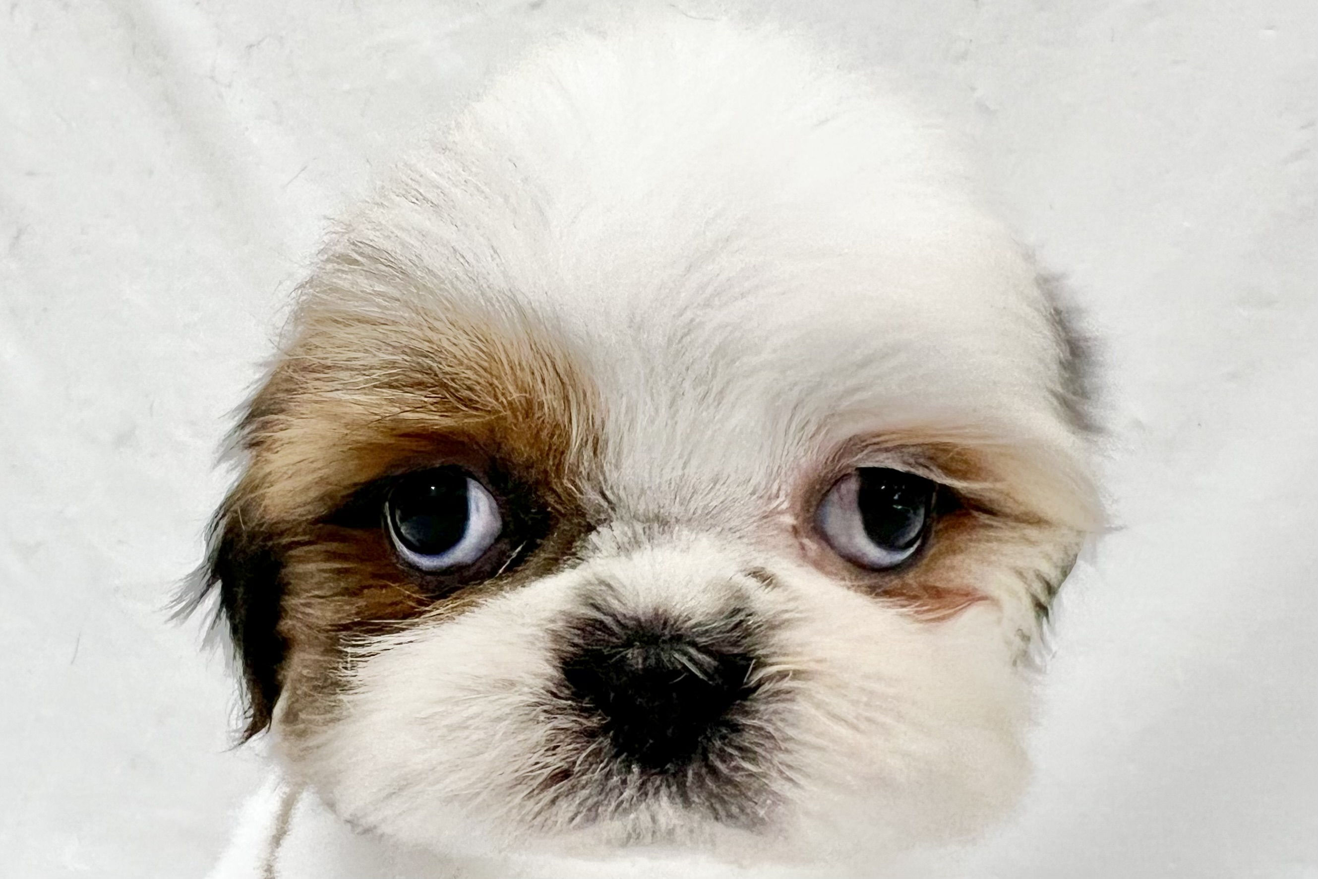 愛知県のシーズー (リソラ大府店/2025年12月20日生まれ/男の子/ゴールドホワイト)の子猫の1枚目の画像