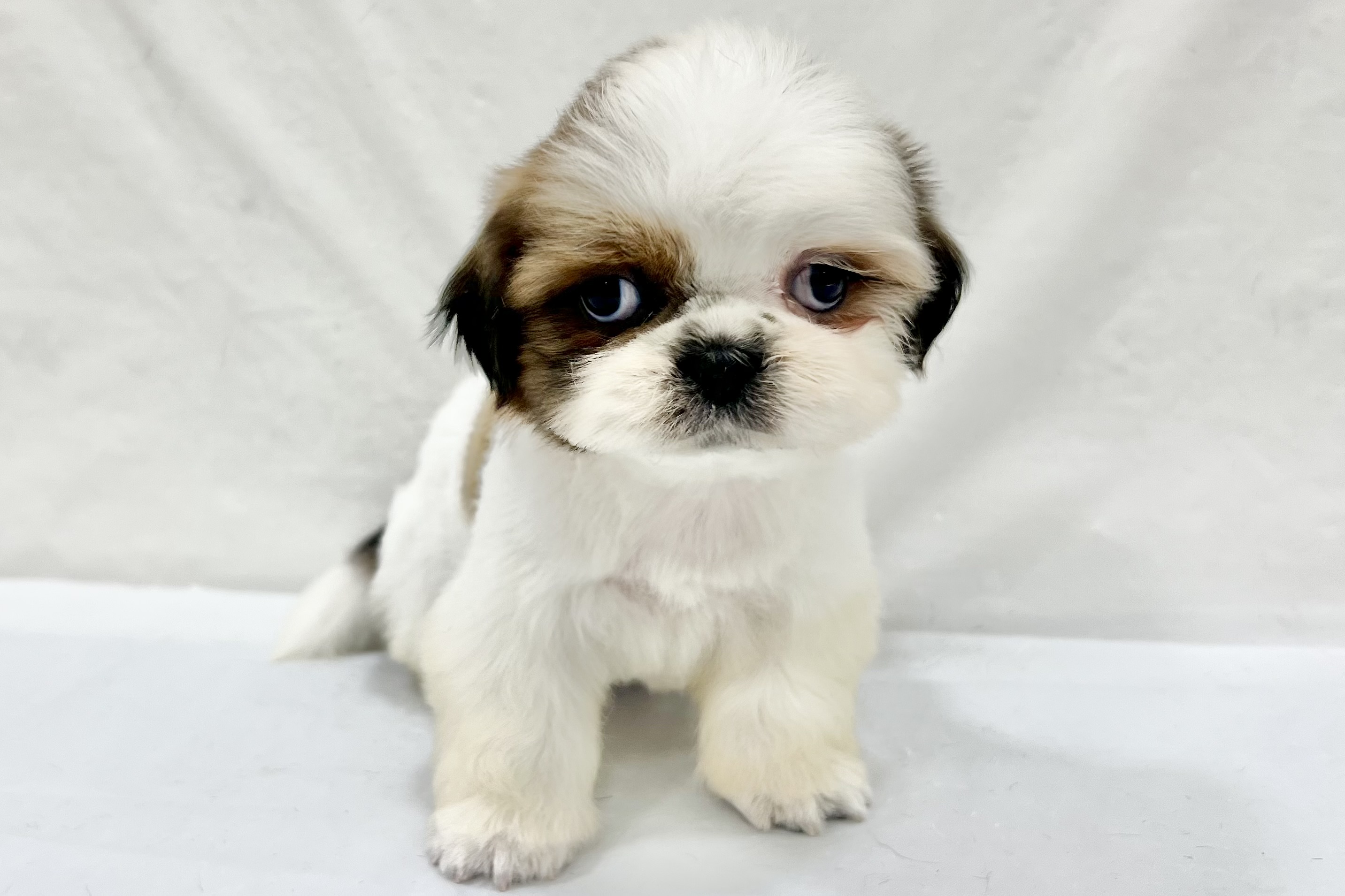 愛知県のシーズー (リソラ大府店/2025年12月20日生まれ/男の子/ゴールドホワイト)の子猫の2枚目の画像