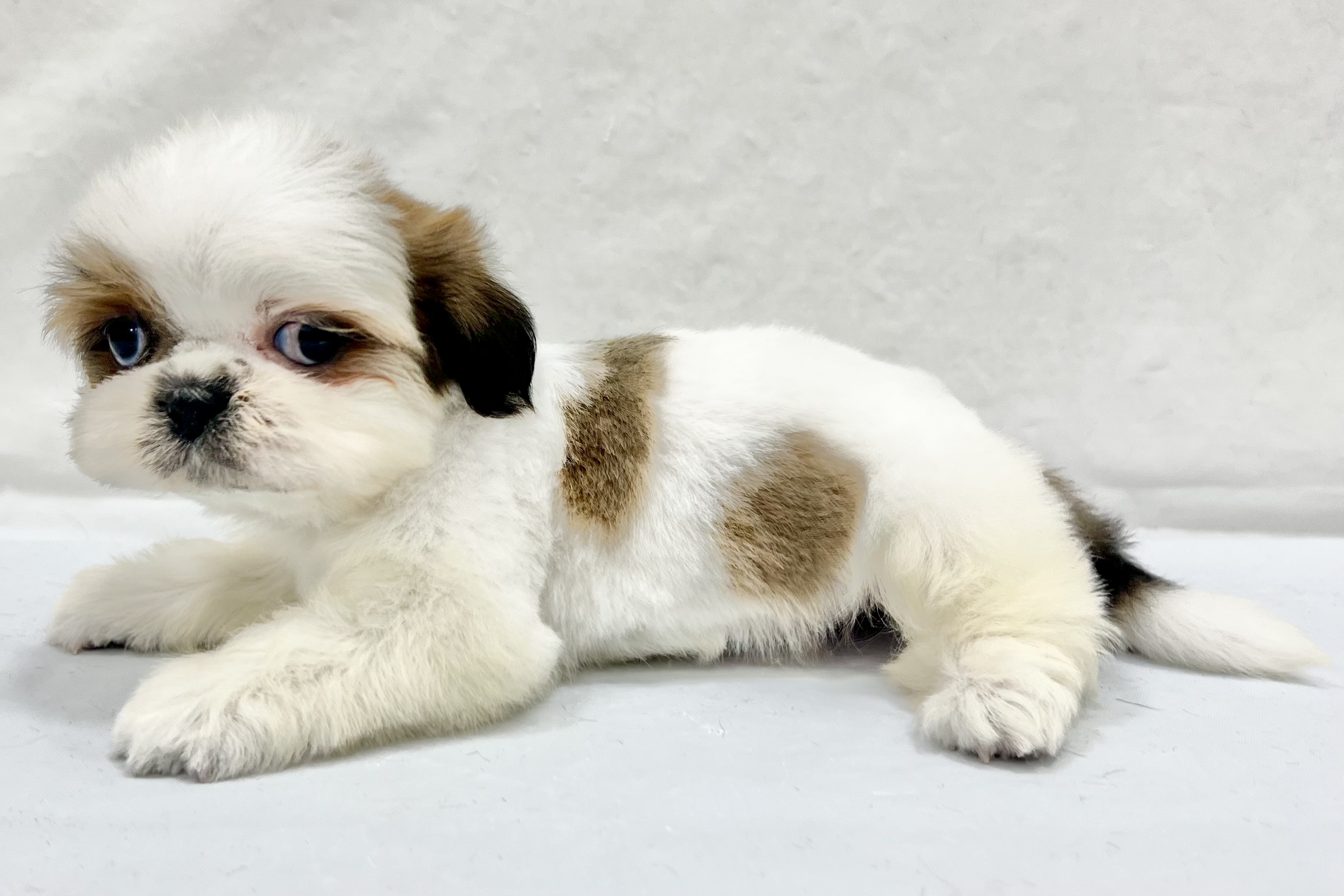 愛知県のシーズー (リソラ大府店/2025年12月20日生まれ/男の子/ゴールドホワイト)の子猫の3枚目の画像