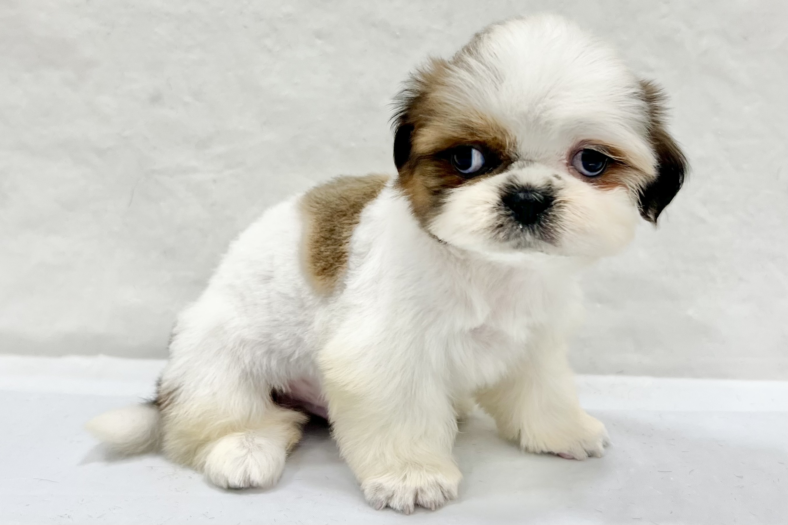 愛知県のシーズー (リソラ大府店/2025年12月20日生まれ/男の子/ゴールドホワイト)の子猫の4枚目の画像