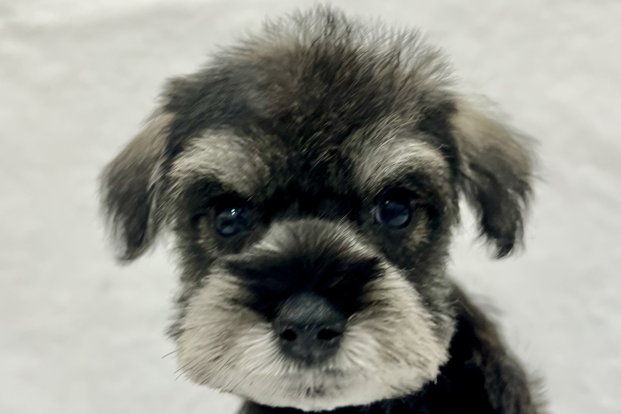 愛知県のミニチュアシュナウザー (リソラ大府店/2025年12月24日生まれ/男の子/ソルトペッパー)の子猫の1枚目の画像