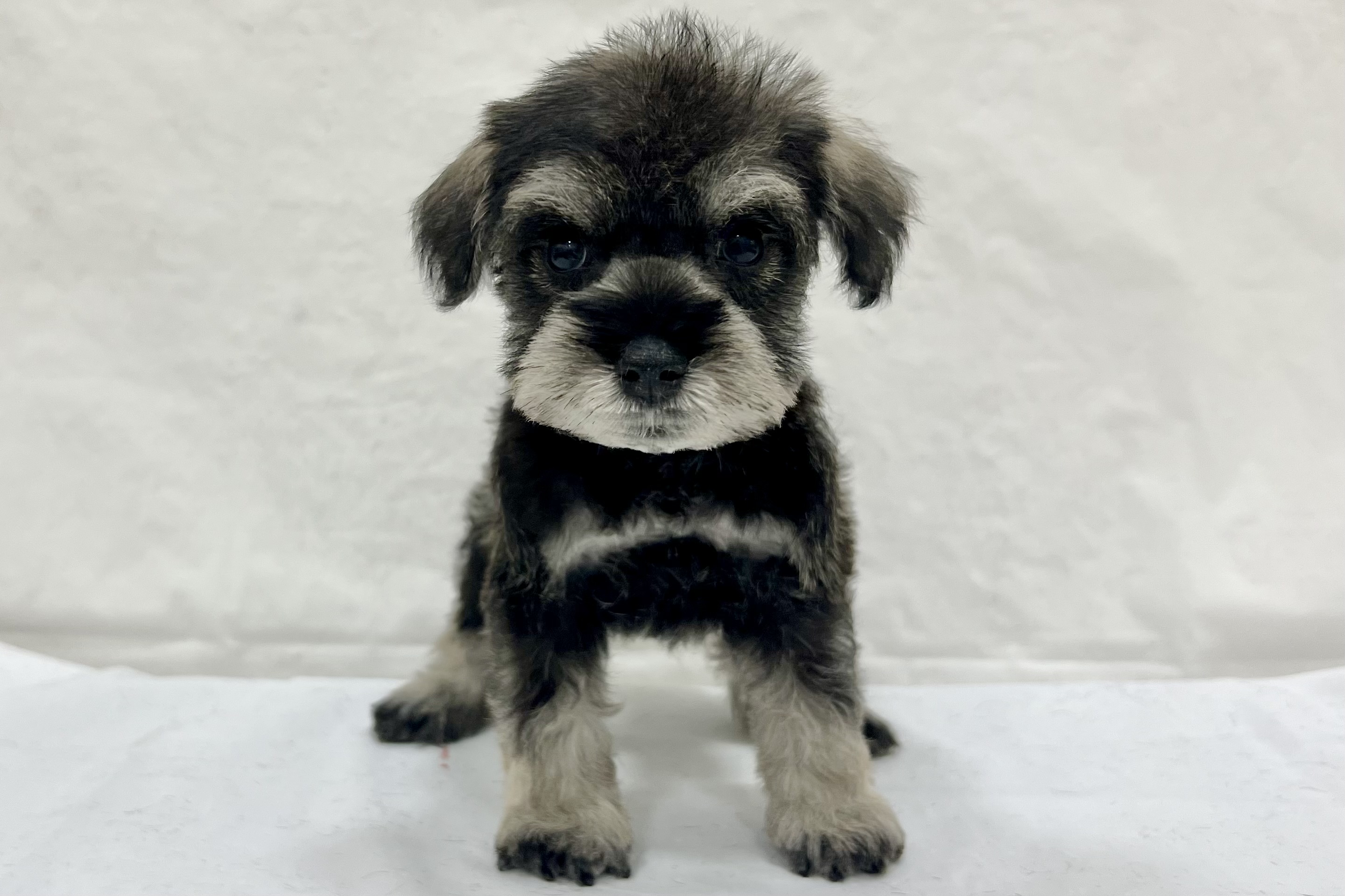 愛知県のミニチュアシュナウザー (リソラ大府店/2025年12月24日生まれ/男の子/ソルトペッパー)の子猫の2枚目の画像