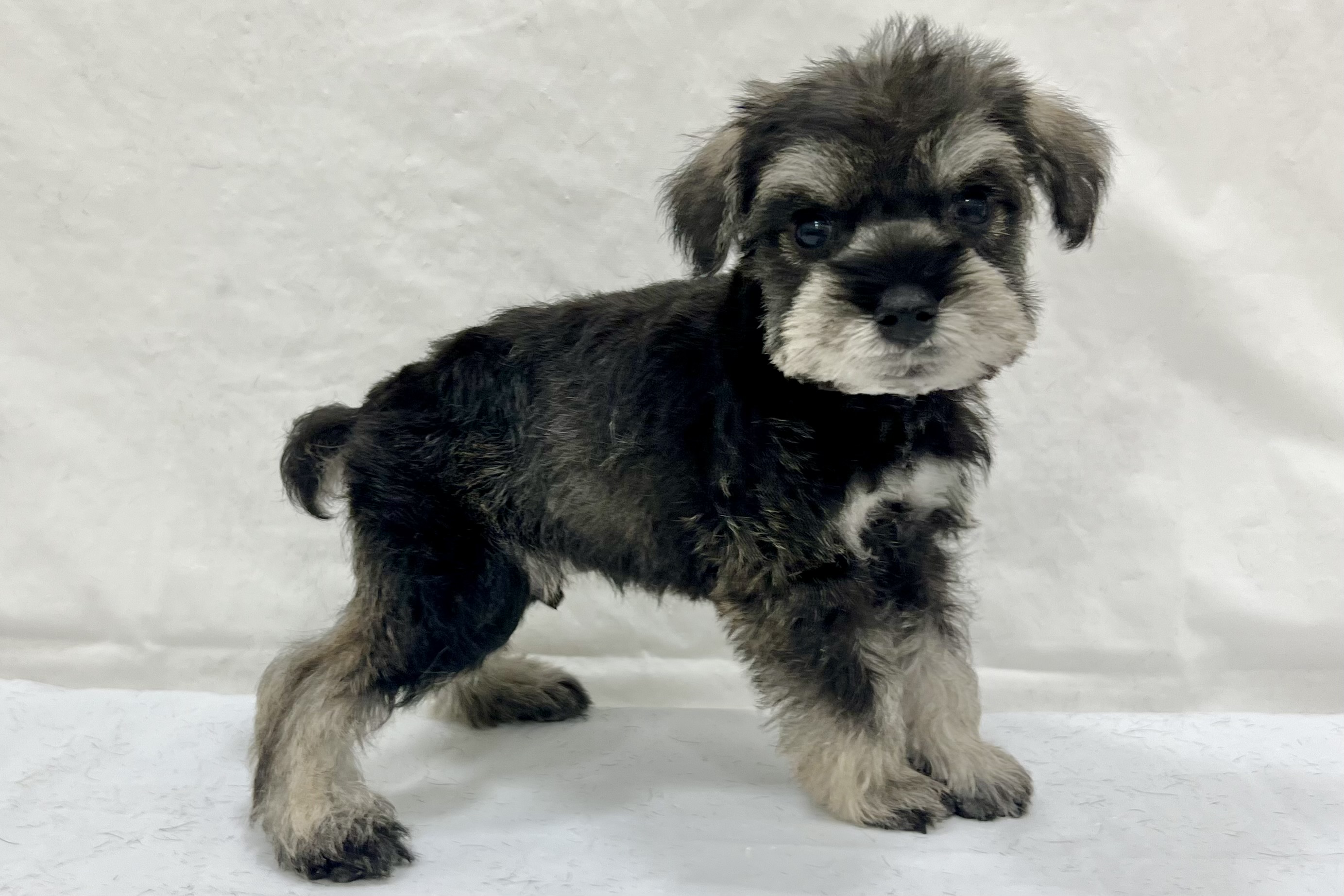 愛知県のミニチュアシュナウザー (リソラ大府店/2025年12月24日生まれ/男の子/ソルトペッパー)の子猫の3枚目の画像