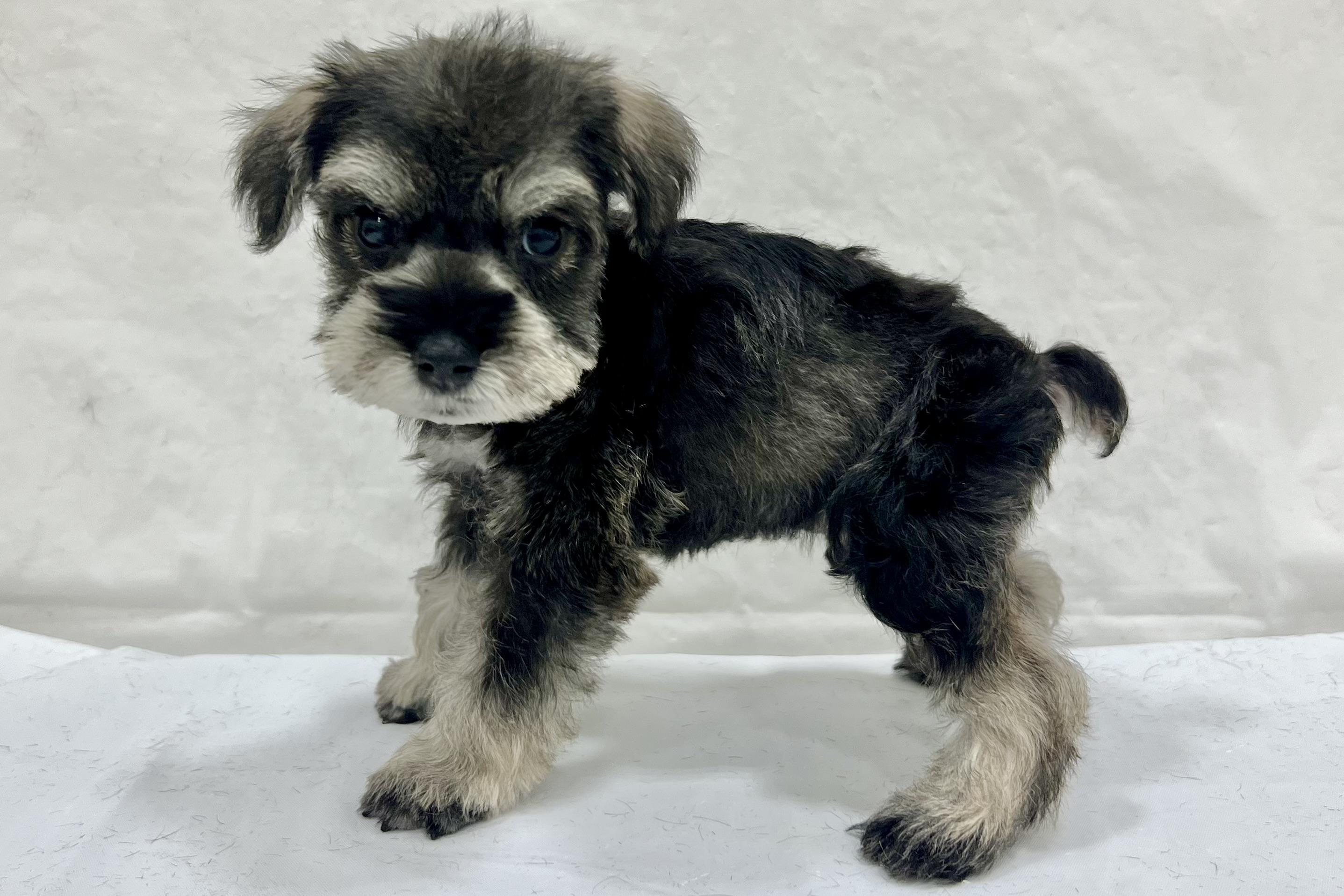 愛知県のミニチュアシュナウザー (リソラ大府店/2025年12月24日生まれ/男の子/ソルトペッパー)の子猫の4枚目の画像