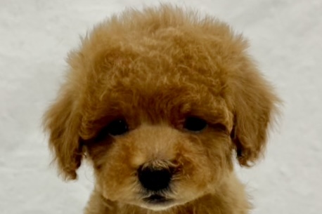 愛知県のトイプードル(トイ) (リソラ大府店/2025年12月22日生まれ/男の子/レッドフォーン)の子猫の1枚目の画像