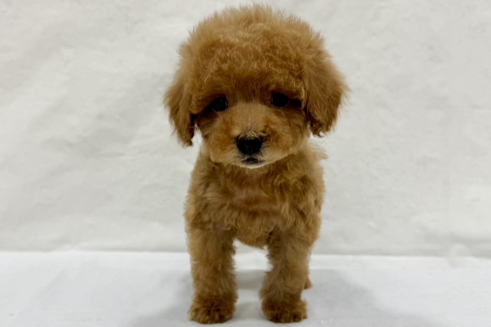 愛知県のトイプードル(トイ) (リソラ大府店/2025年12月22日生まれ/男の子/レッドフォーン)の子猫の2枚目の画像