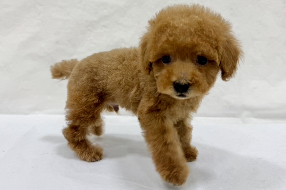 愛知県のトイプードル(トイ) (リソラ大府店/2025年12月22日生まれ/男の子/レッドフォーン)の子猫の4枚目の画像