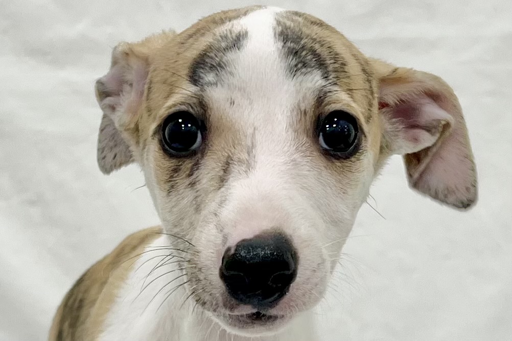 愛知県のその他 (リソラ大府店/2025年12月24日生まれ/男の子/ブリンドルホワイト)の子猫の1枚目の画像