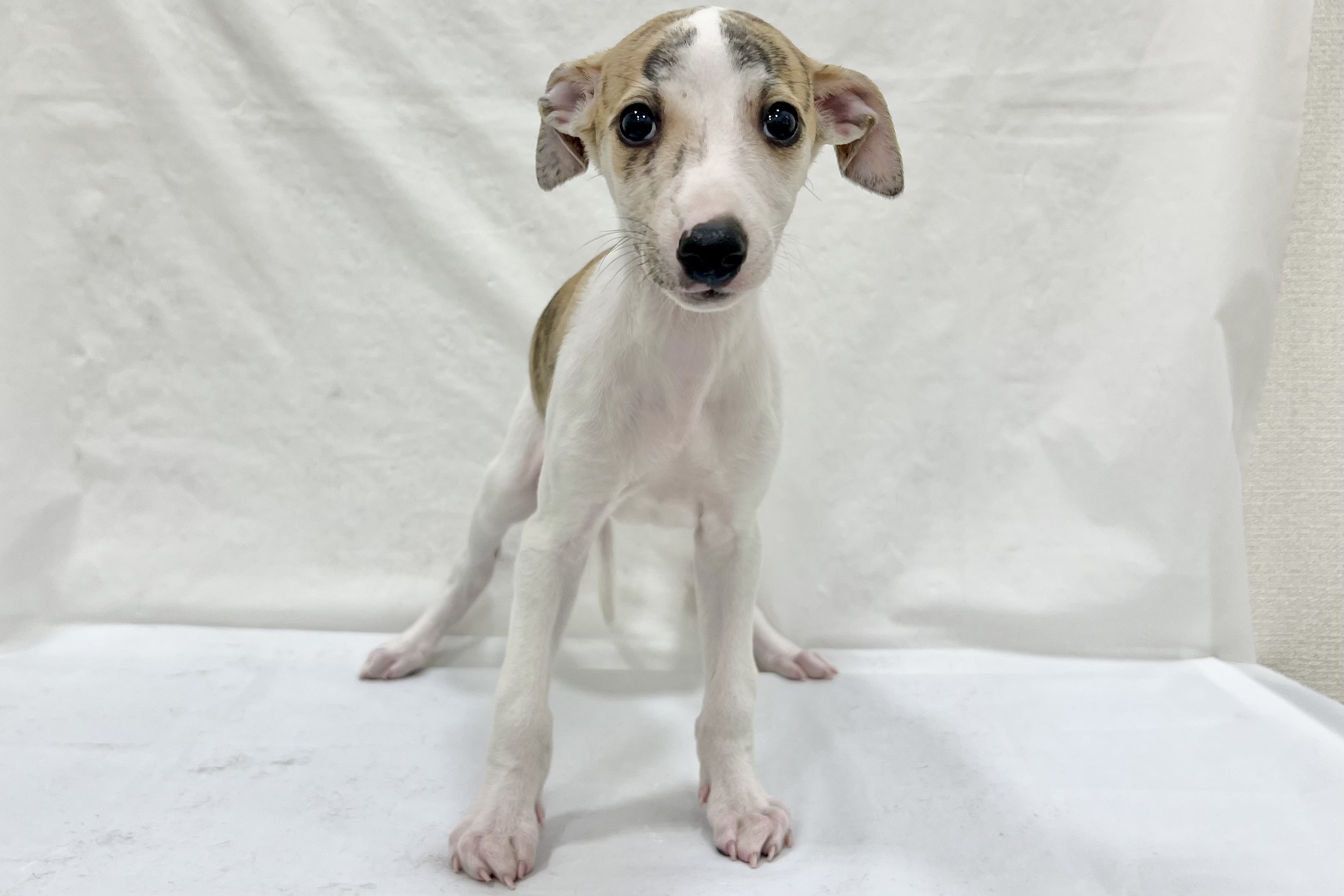 愛知県のその他 (リソラ大府店/2025年12月24日生まれ/男の子/ブリンドルホワイト)の子猫の2枚目の画像