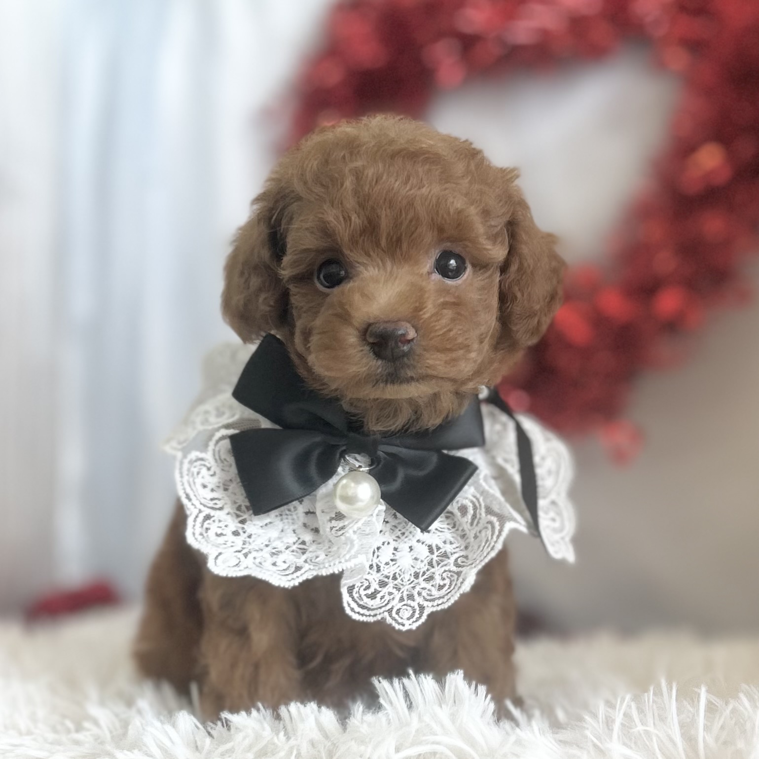 愛知県のトイプードル(トイ) (ファミリーペット豊明店/2026年1月10日生まれ/男の子/レッド)の子猫の2枚目の画像