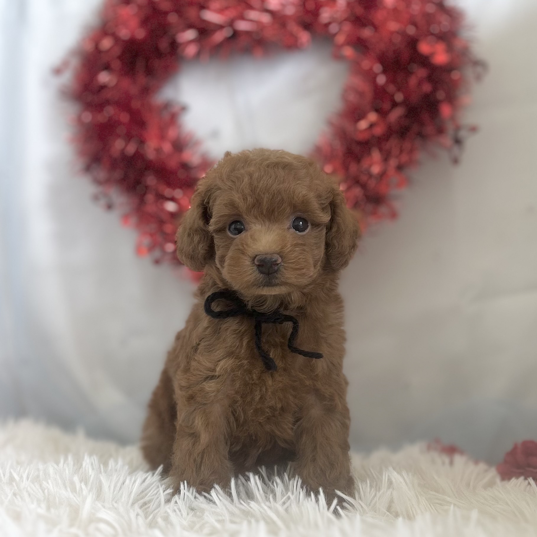 愛知県のトイプードル(トイ) (ファミリーペット豊明店/2026年1月10日生まれ/男の子/レッド)の子猫の3枚目の画像