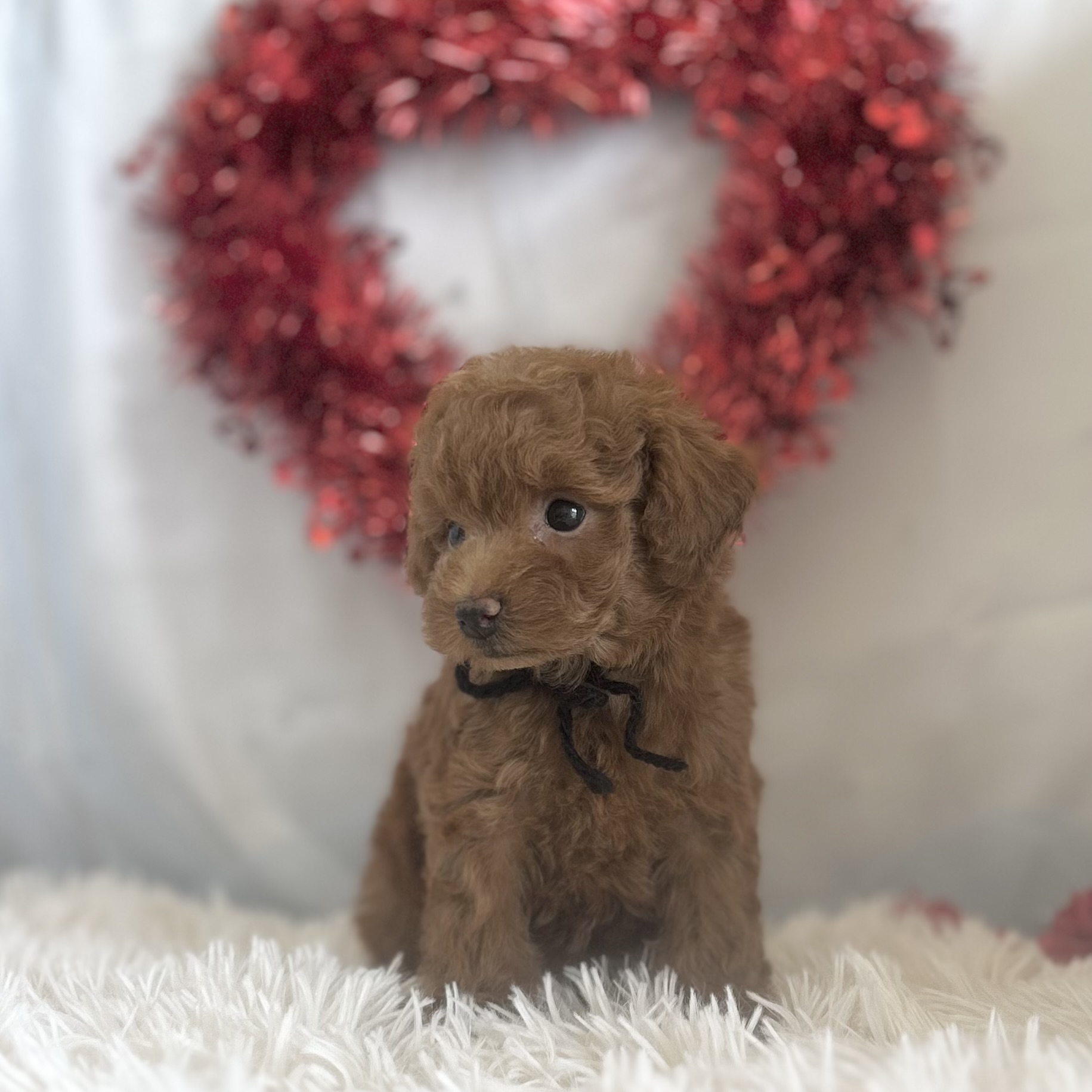 愛知県のトイプードル(トイ) (ファミリーペット豊明店/2026年1月10日生まれ/男の子/レッド)の子猫の4枚目の画像