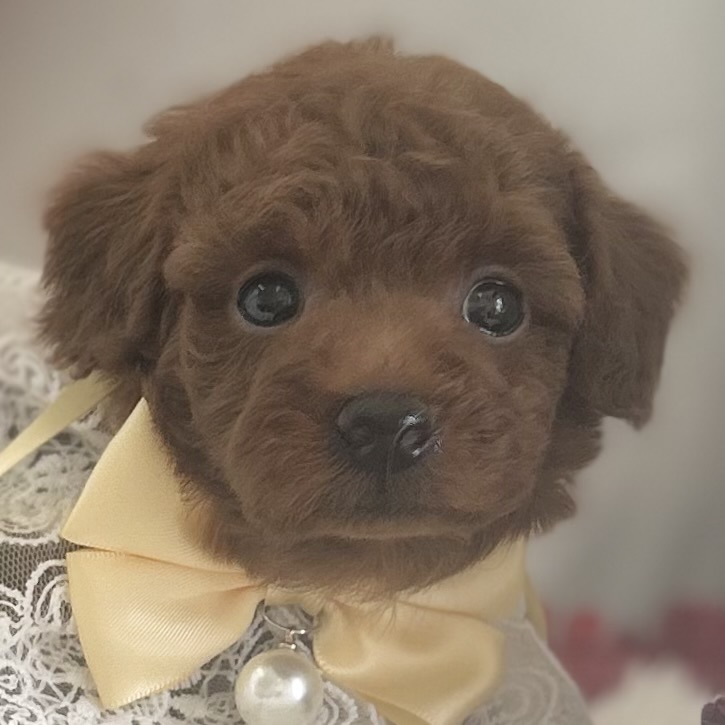 愛知県のトイプードル(トイ) (ファミリーペット豊明店/2026年1月10日生まれ/男の子/レッド)の子猫の1枚目の画像