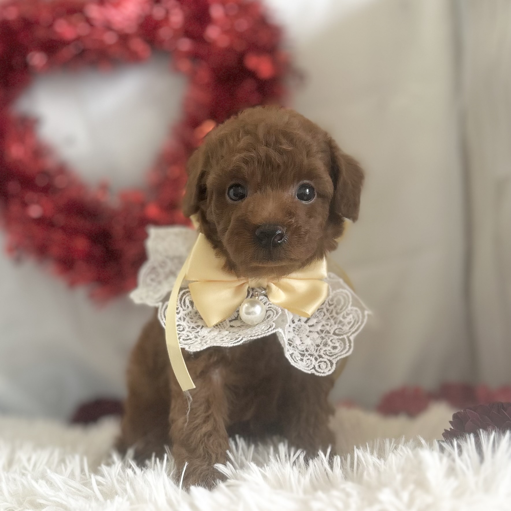 愛知県のトイプードル(トイ) (ファミリーペット豊明店/2026年1月10日生まれ/男の子/レッド)の子猫の2枚目の画像