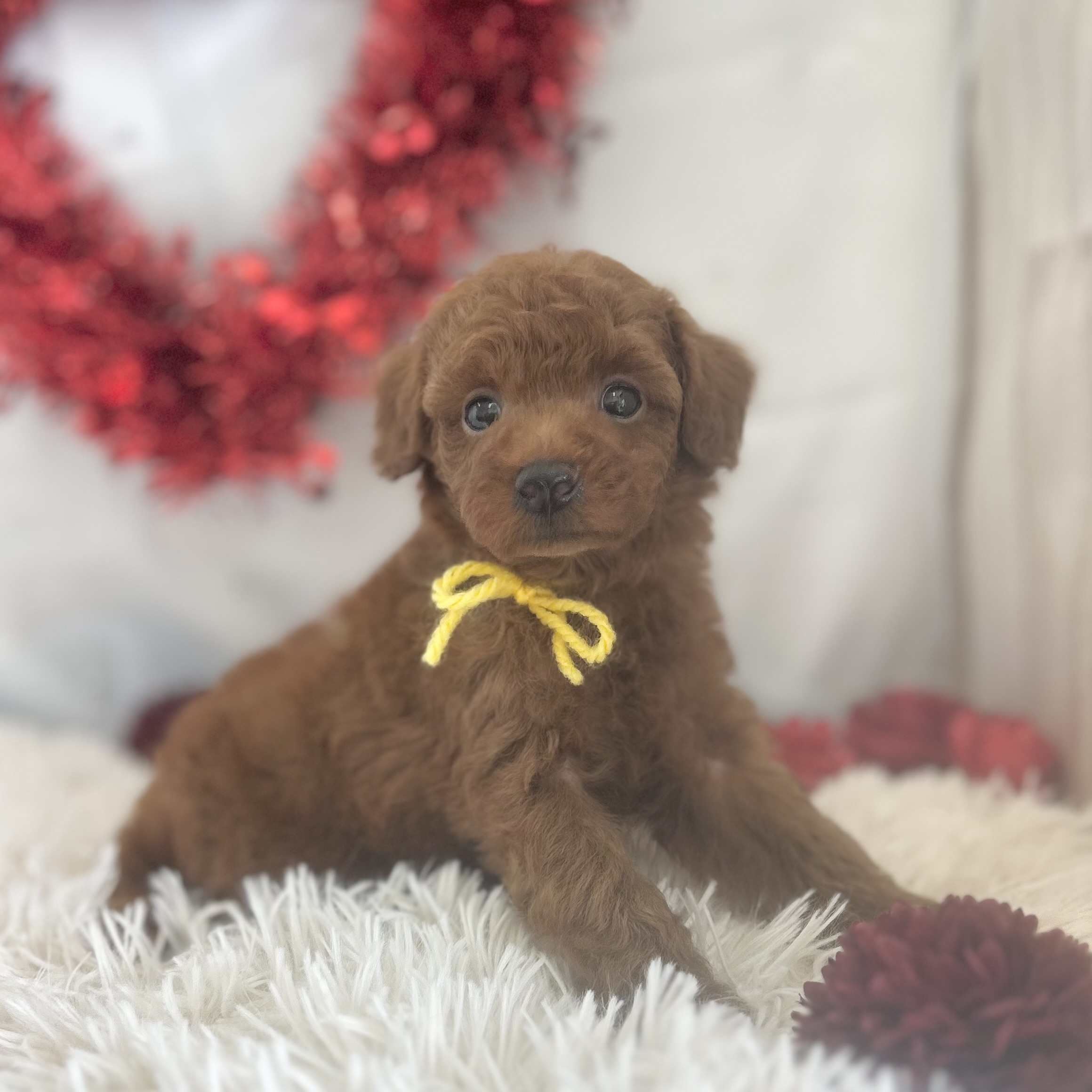 愛知県のトイプードル(トイ) (ファミリーペット豊明店/2026年1月10日生まれ/男の子/レッド)の子猫の3枚目の画像