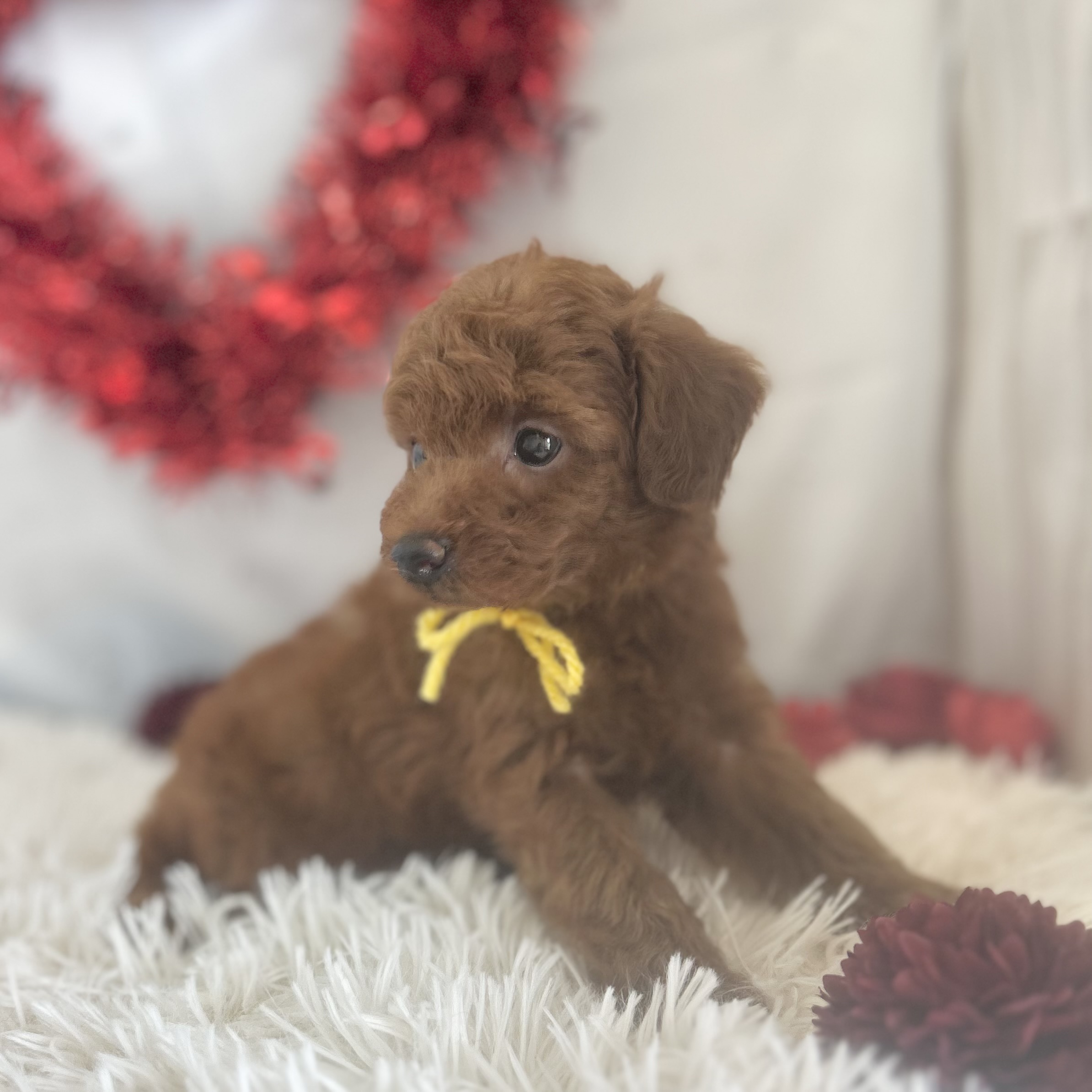 愛知県のトイプードル(トイ) (ファミリーペット豊明店/2026年1月10日生まれ/男の子/レッド)の子猫の4枚目の画像