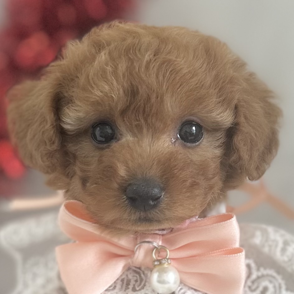 2026年1月10日生まれのトイプードル(トイ)
