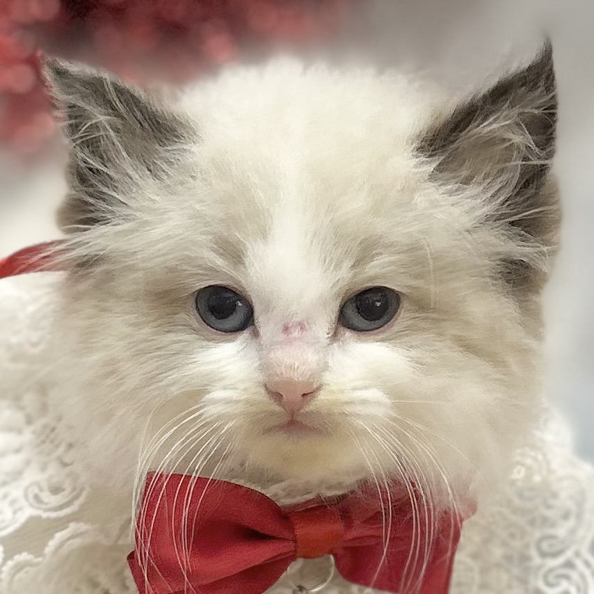 愛知県のラグドール (ファミリーペット豊明店/2025年12月28日生まれ/女の子/シールポイントバイカラー)の子猫の1枚目の画像