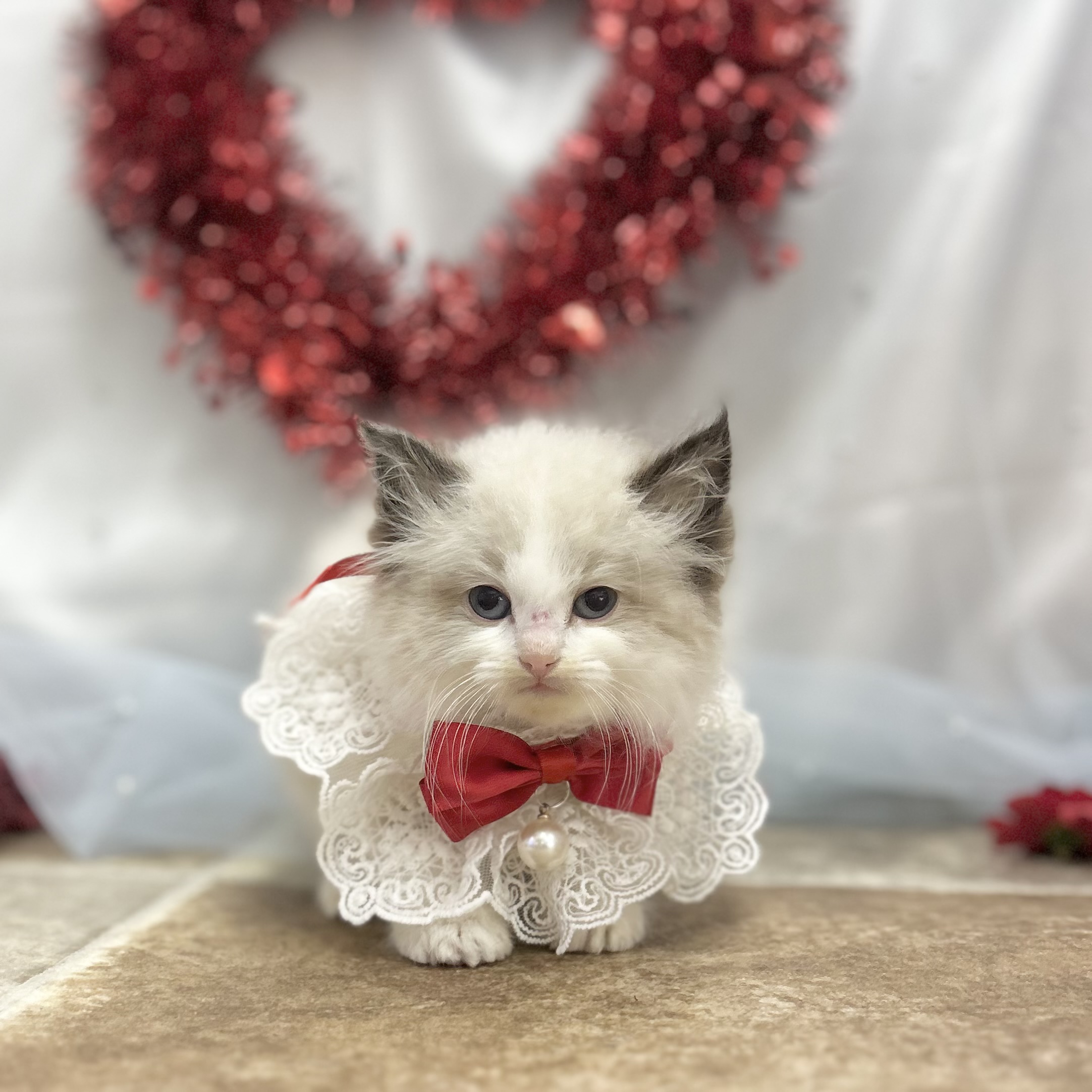 愛知県のラグドール (ファミリーペット豊明店/2025年12月28日生まれ/女の子/シールポイントバイカラー)の子猫の2枚目の画像