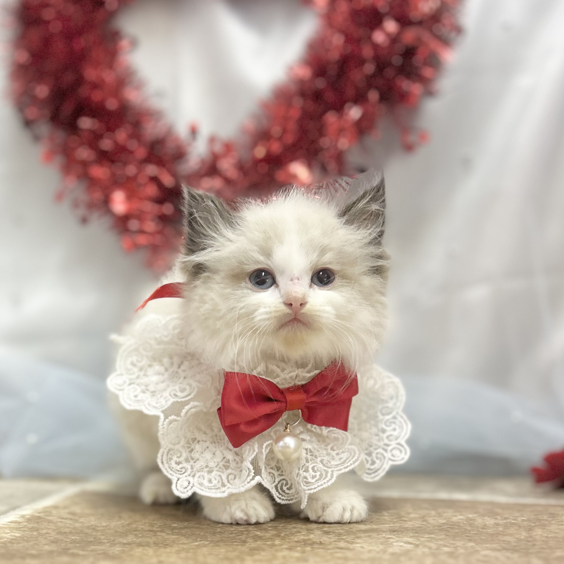 愛知県のラグドール (ファミリーペット豊明店/2025年12月28日生まれ/女の子/シールポイントバイカラー)の子猫の3枚目の画像