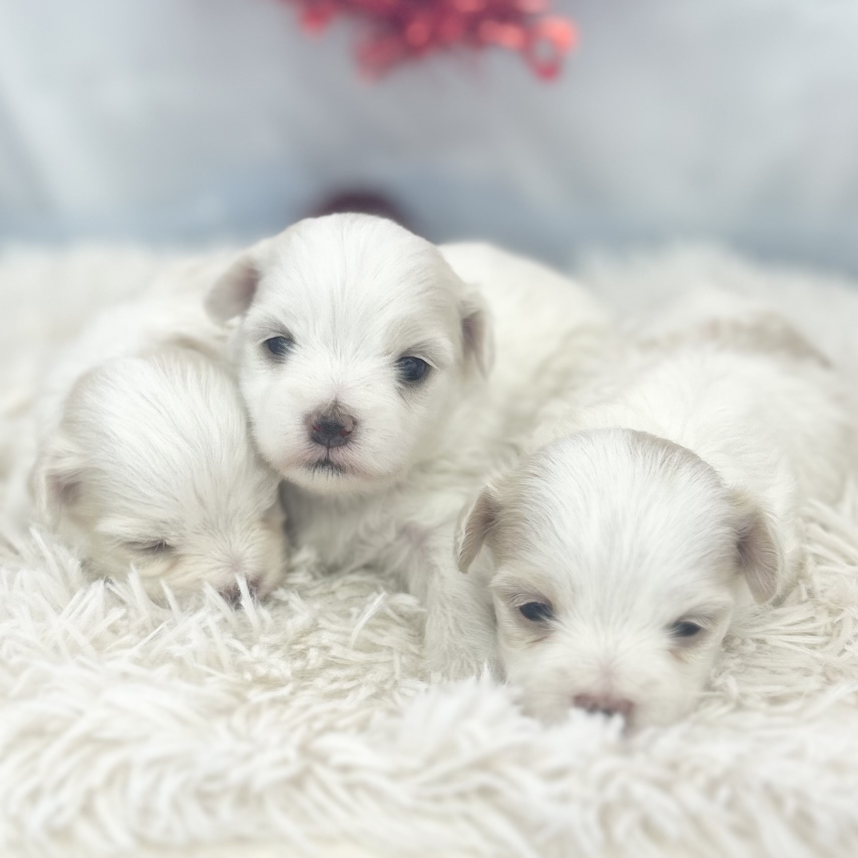 愛知県のマルチーズ (ファミリーペット豊明店/2026年2月2日生まれ/女の子/ホワイト)の子猫の1枚目の画像