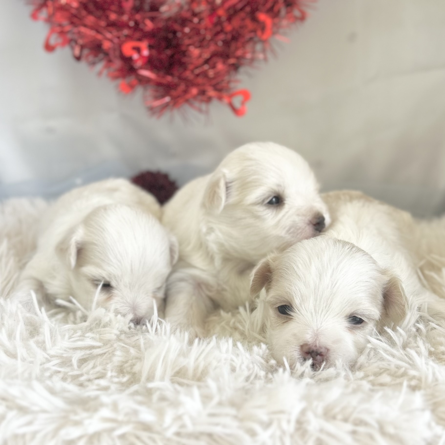 愛知県のマルチーズ (ファミリーペット豊明店/2026年2月2日生まれ/女の子/ホワイト)の子猫の2枚目の画像