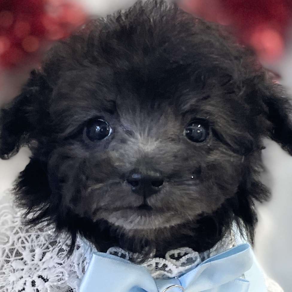 愛知県のトイプードル(トイ) (ファミリーペット豊明店/2025年12月22日生まれ/男の子/シルバー)の子猫の1枚目の画像