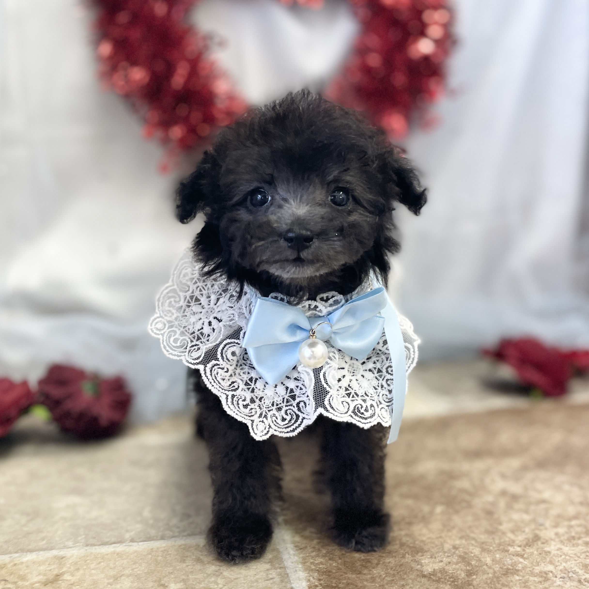 愛知県のトイプードル(トイ) (ファミリーペット豊明店/2025年12月22日生まれ/男の子/シルバー)の子猫の3枚目の画像