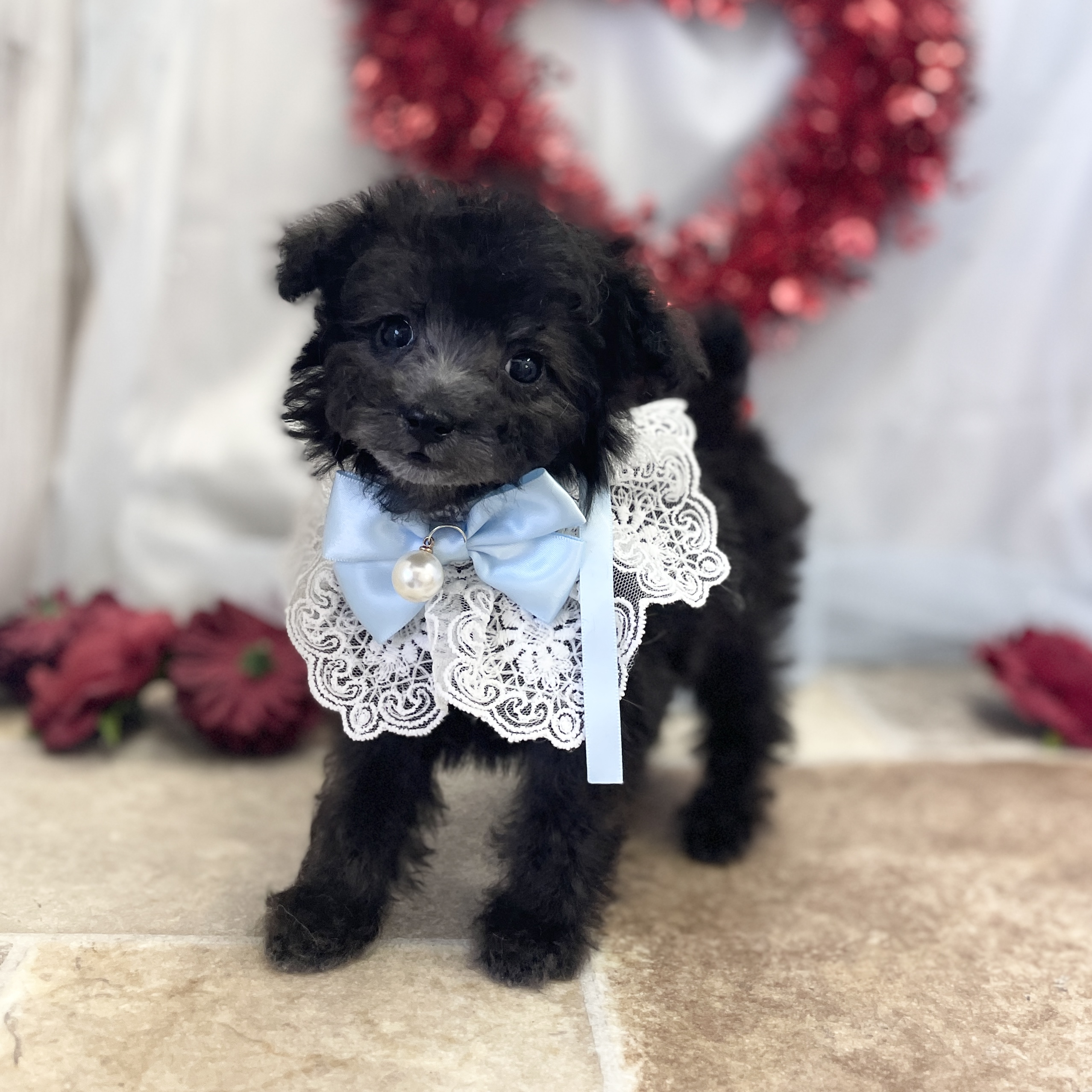 愛知県のトイプードル(トイ) (ファミリーペット豊明店/2025年12月22日生まれ/男の子/シルバー)の子猫の4枚目の画像