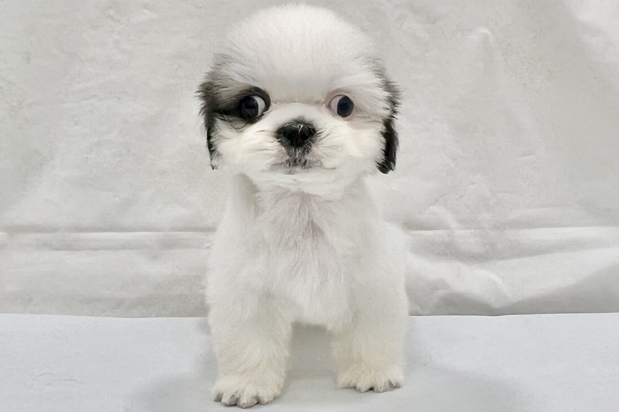 三重県のシーズー (アミーゴ四日市日永店/2025年12月31日生まれ/女の子/ゴールドホワイト)の子猫の2枚目の画像