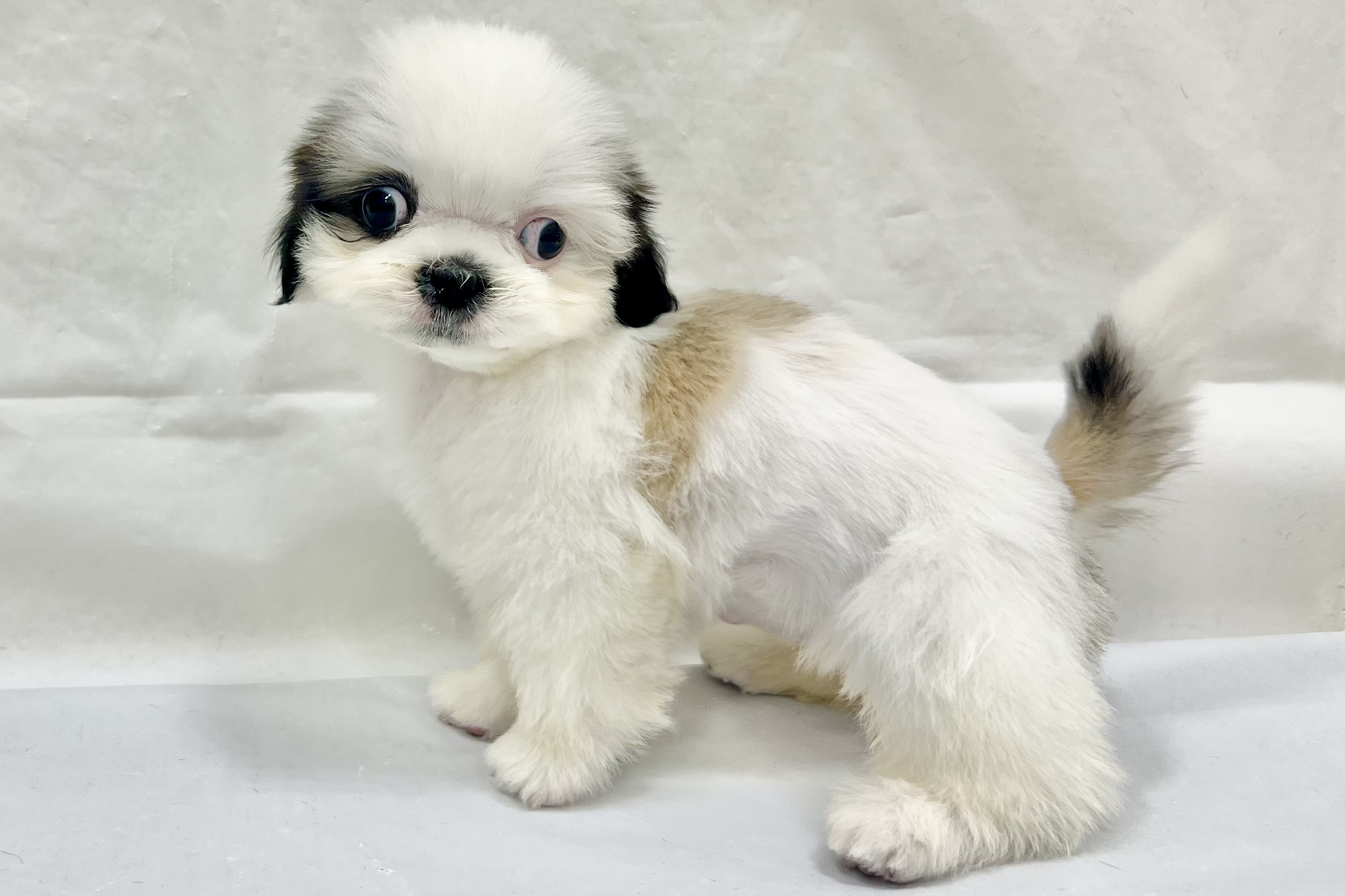 三重県のシーズー (アミーゴ四日市日永店/2025年12月31日生まれ/女の子/ゴールドホワイト)の子猫の3枚目の画像