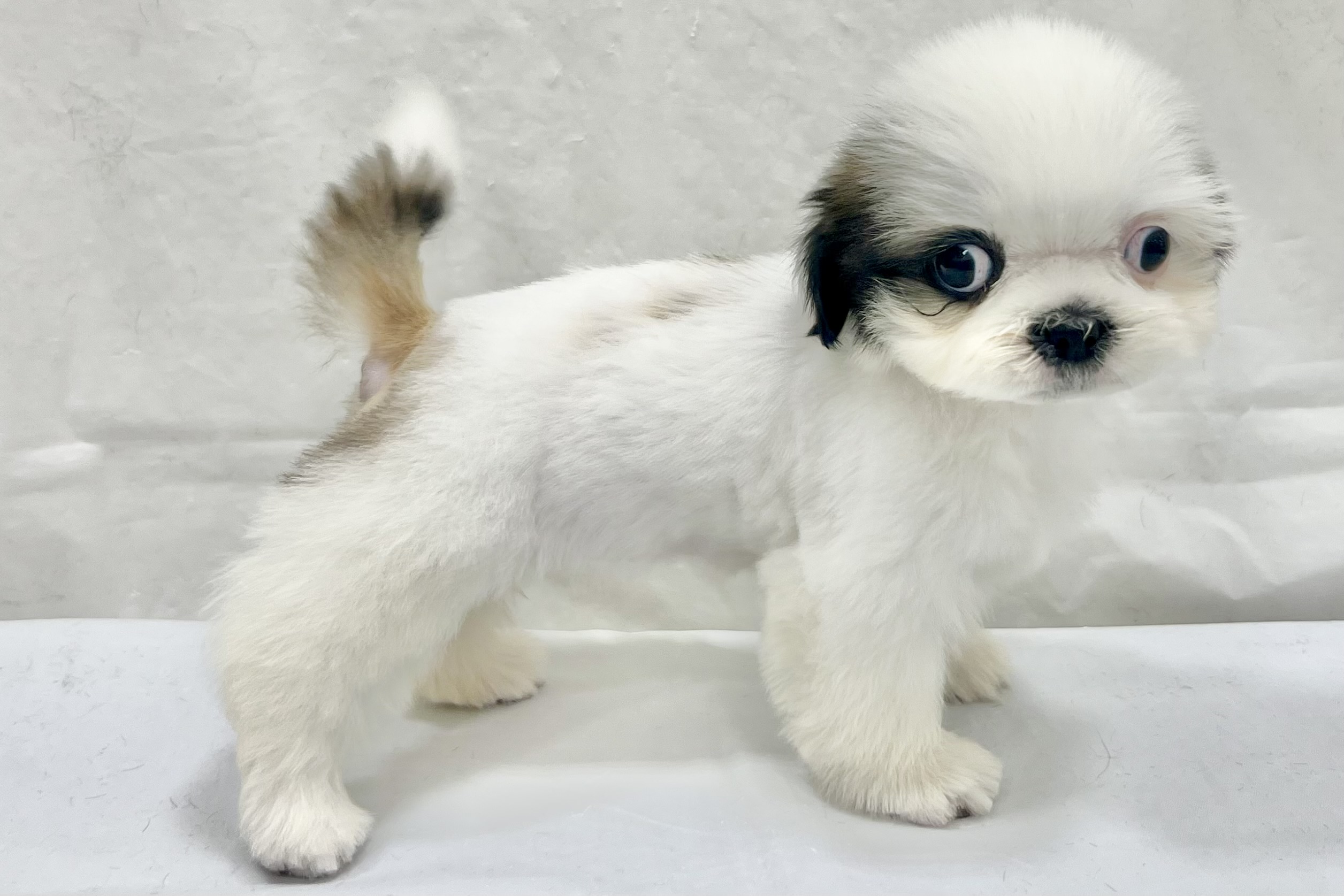 三重県のシーズー (アミーゴ四日市日永店/2025年12月31日生まれ/女の子/ゴールドホワイト)の子猫の4枚目の画像