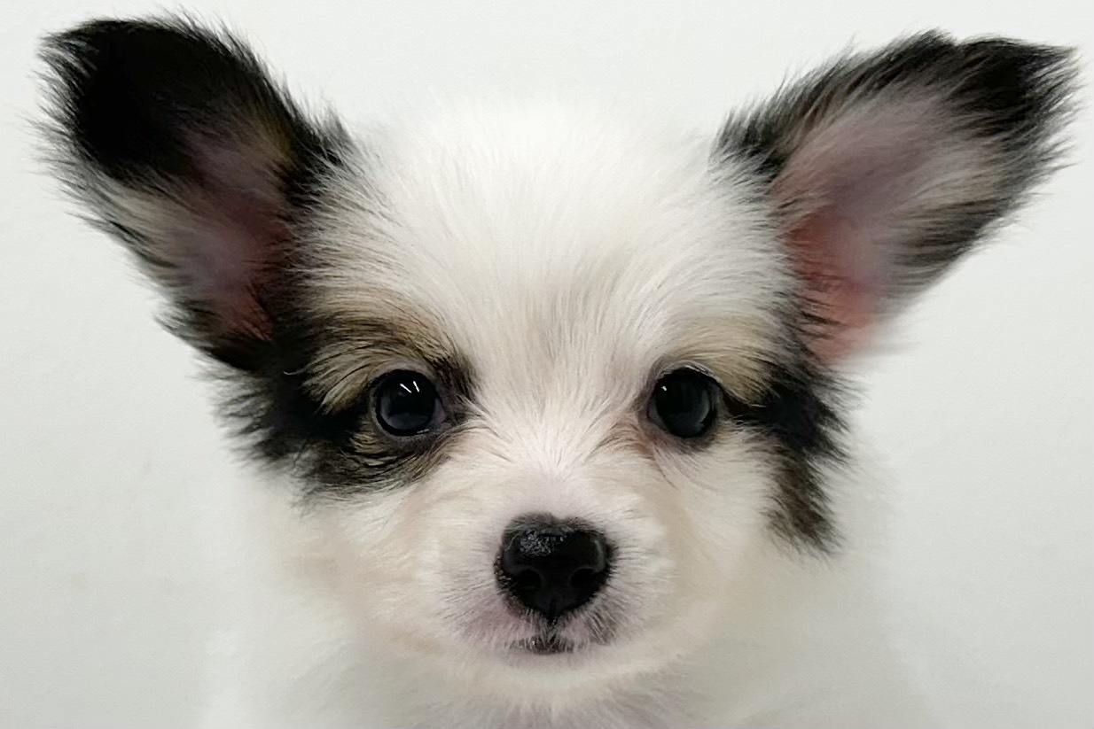 愛知県のパピヨン (ファミリーペット 鳴海店/2025年12月31日生まれ/男の子/ホワイトブラウン)の子猫の1枚目の画像