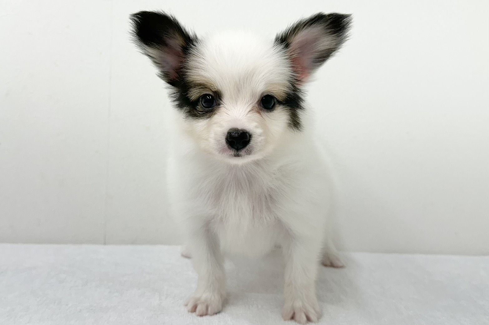 愛知県のパピヨン (ファミリーペット 鳴海店/2025年12月31日生まれ/男の子/ホワイトブラウン)の子猫の2枚目の画像