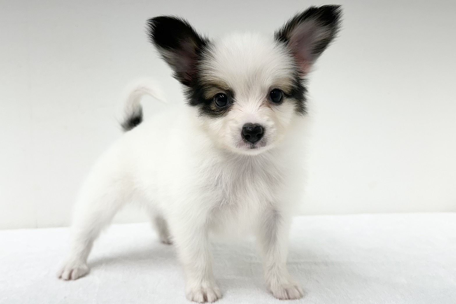 愛知県のパピヨン (ファミリーペット 鳴海店/2025年12月31日生まれ/男の子/ホワイトブラウン)の子猫の4枚目の画像