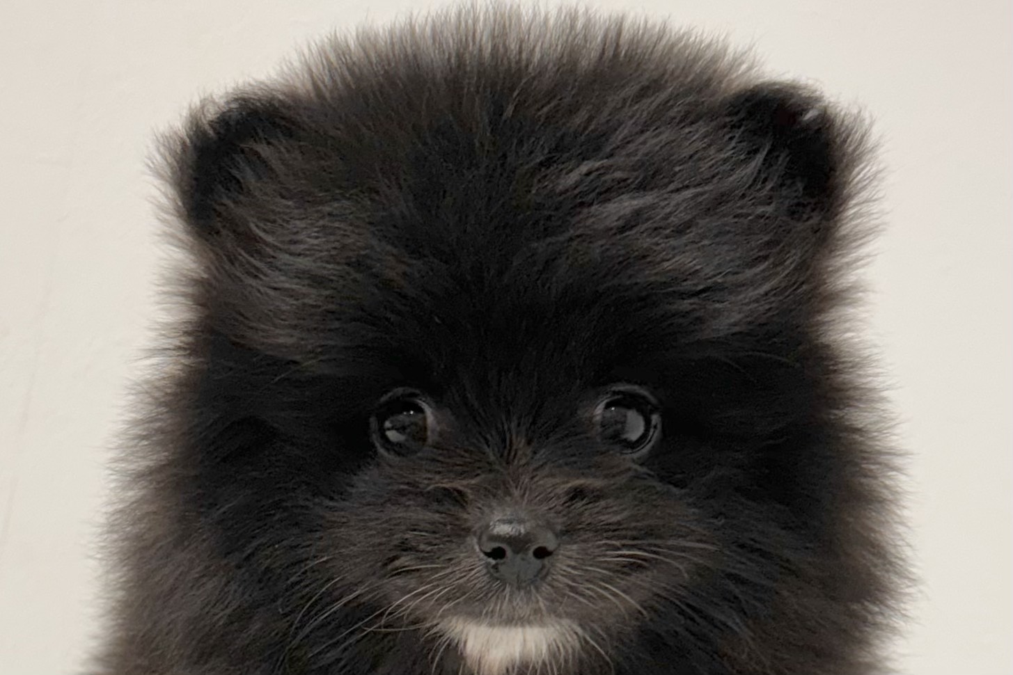 愛知県のポメラニアン (ファミリーペット 鳴海店/2025年12月28日生まれ/女の子/ブラック)の子猫の1枚目の画像