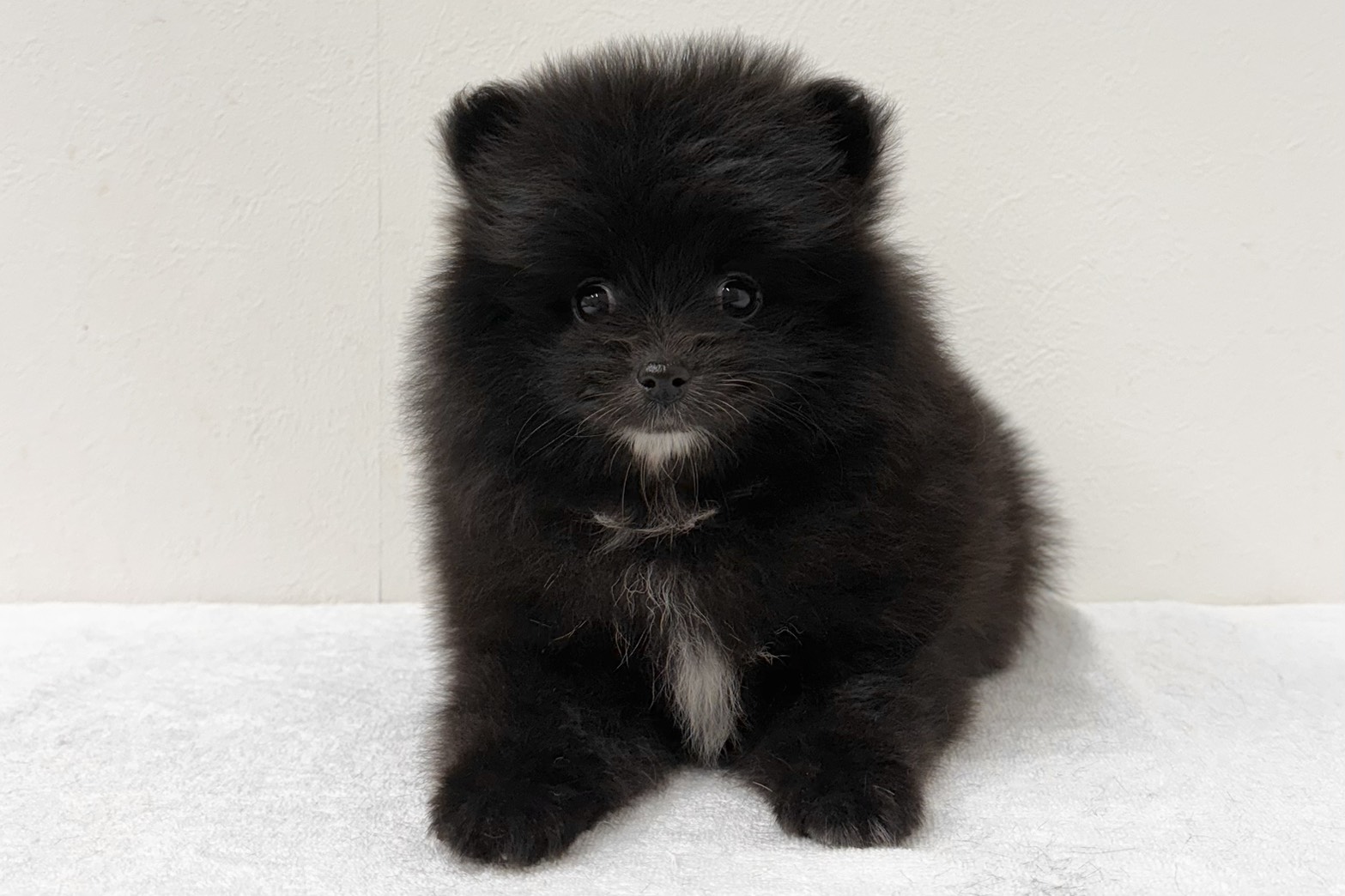 愛知県のポメラニアン (ファミリーペット 鳴海店/2025年12月28日生まれ/女の子/ブラック)の子猫の2枚目の画像