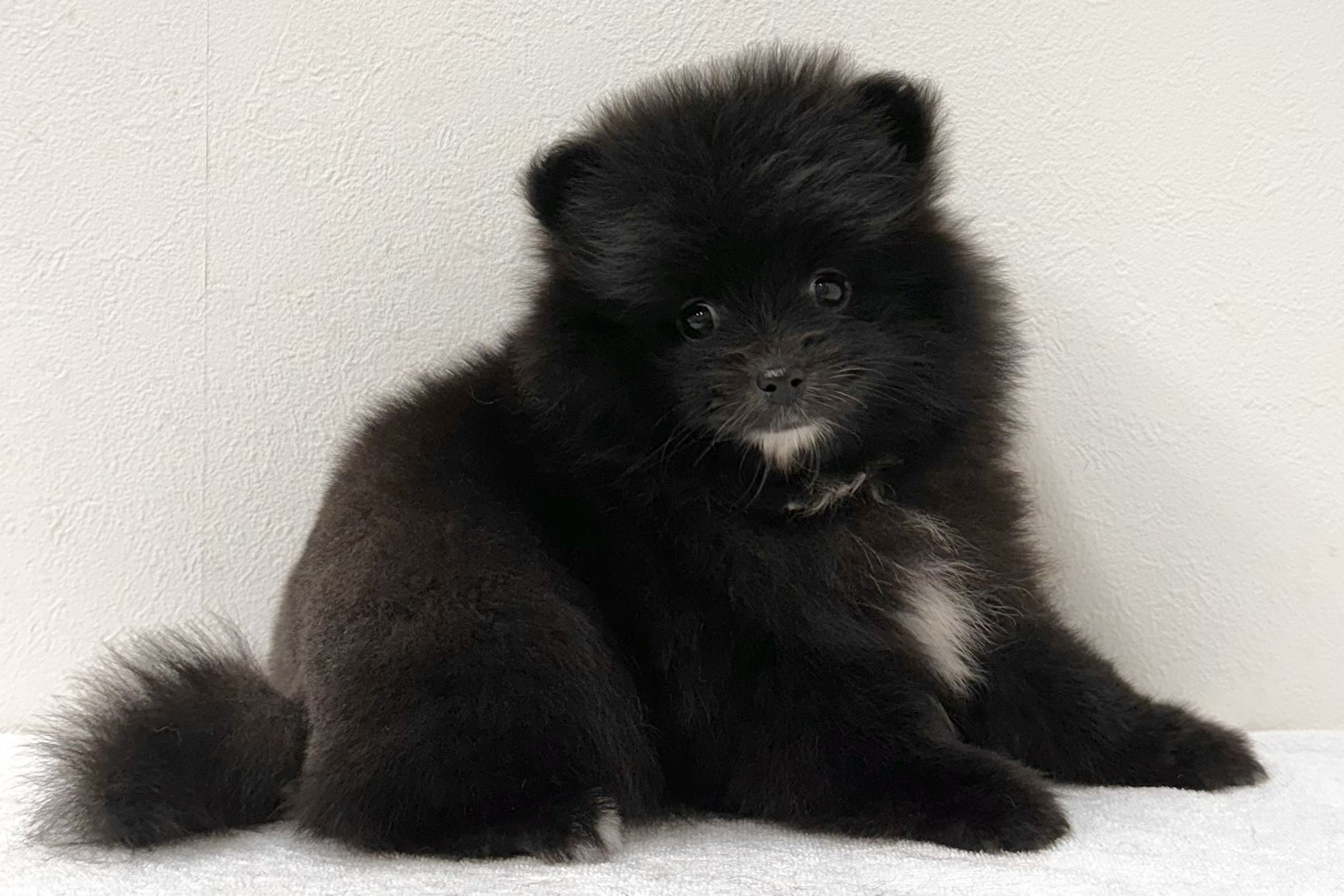 愛知県のポメラニアン (ファミリーペット 鳴海店/2025年12月28日生まれ/女の子/ブラック)の子猫の4枚目の画像
