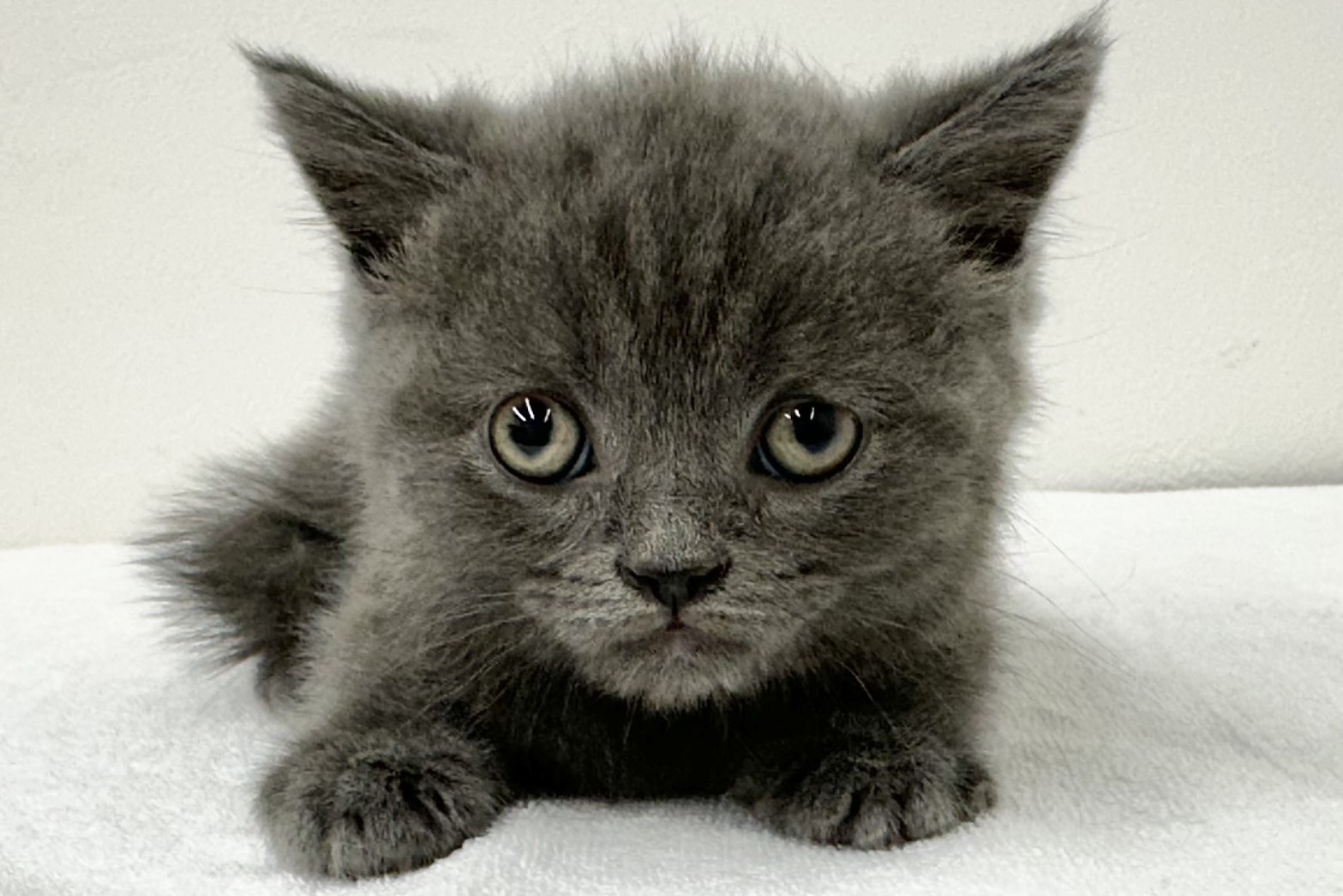 愛知県のブリティッシュショートヘアー (ファミリーペット 鳴海店/2025年12月31日生まれ/男の子/ブルー)の子猫の2枚目の画像