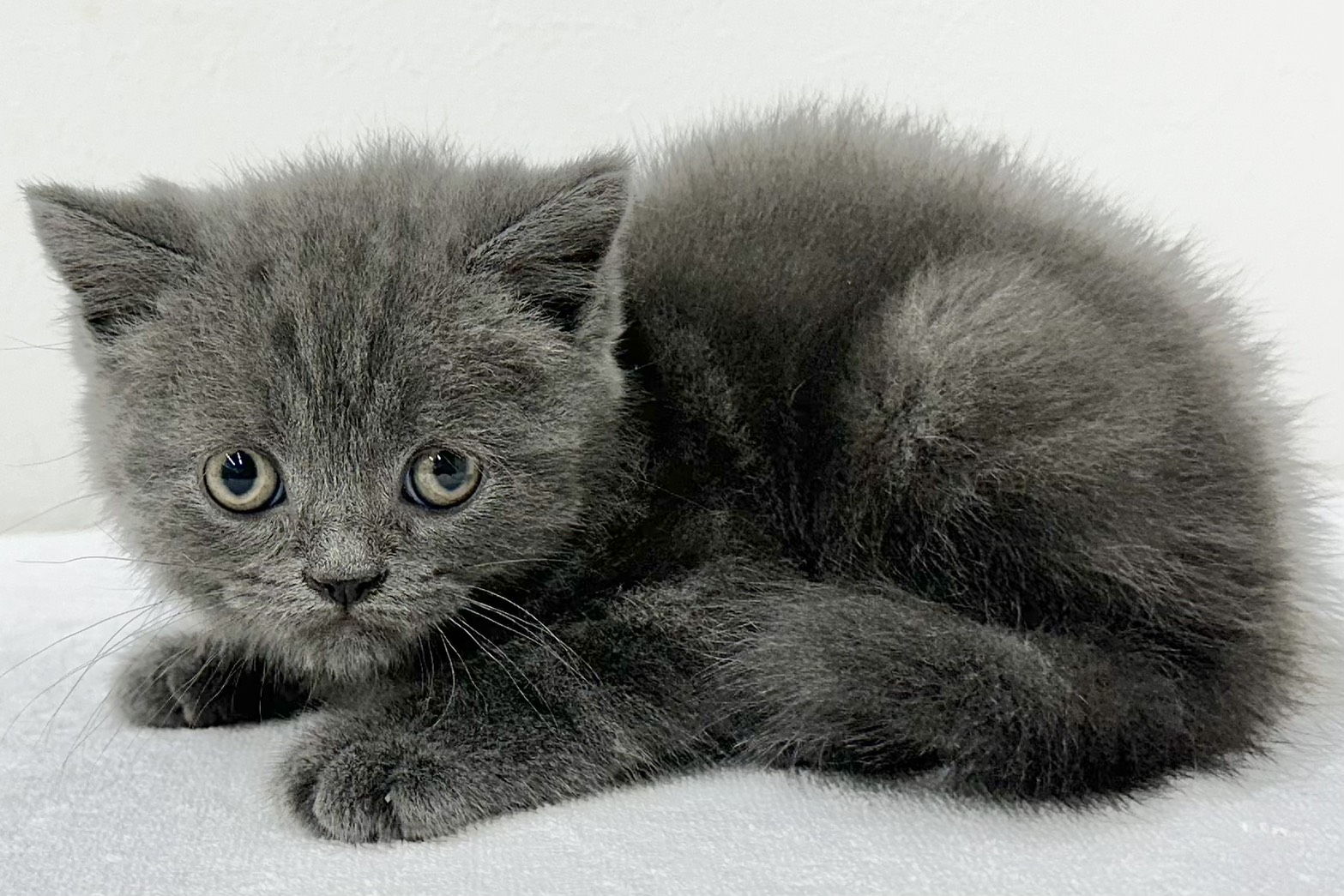 愛知県のブリティッシュショートヘアー (ファミリーペット 鳴海店/2025年12月31日生まれ/男の子/ブルー)の子猫の3枚目の画像