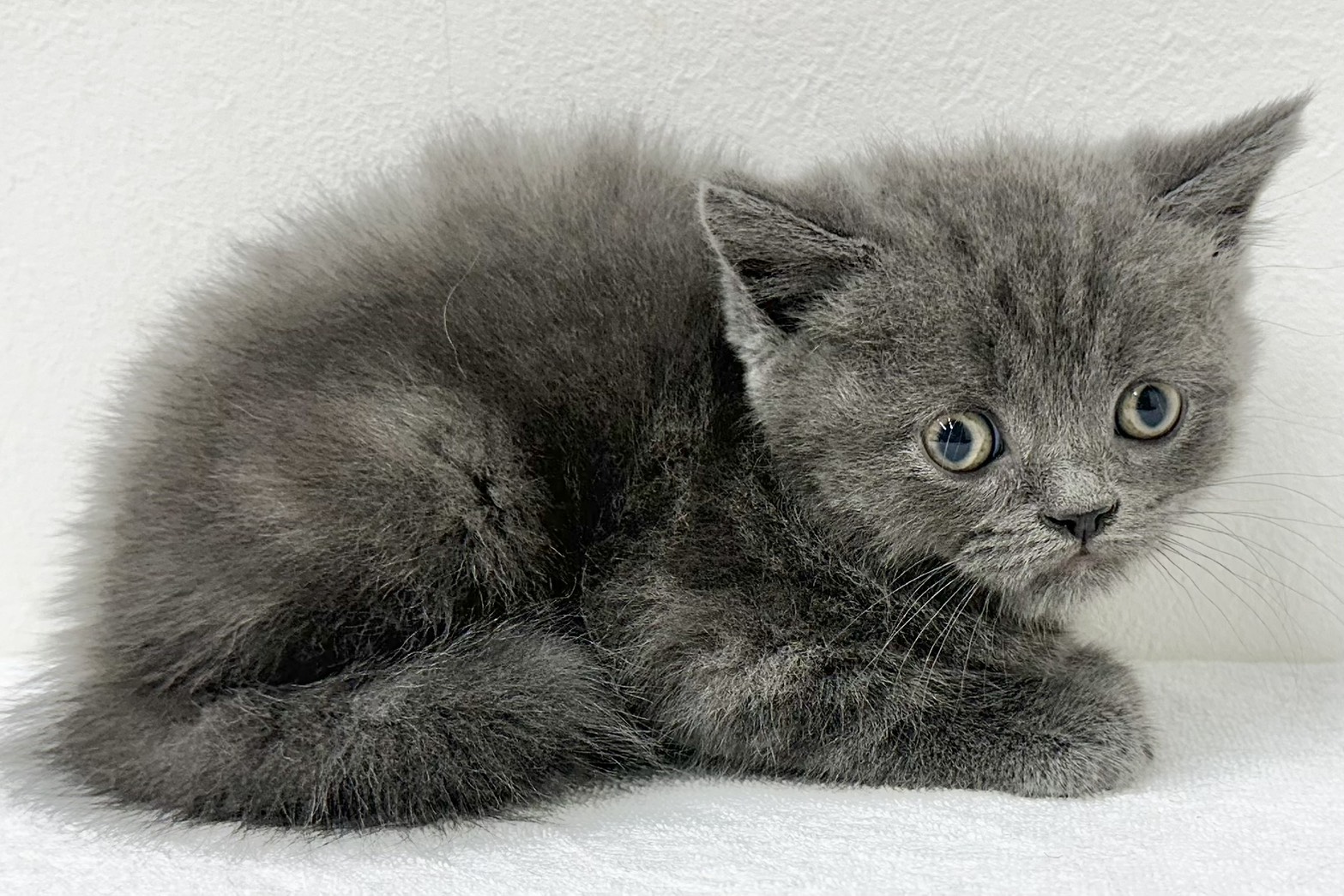 愛知県のブリティッシュショートヘアー (ファミリーペット 鳴海店/2025年12月31日生まれ/男の子/ブルー)の子猫の4枚目の画像