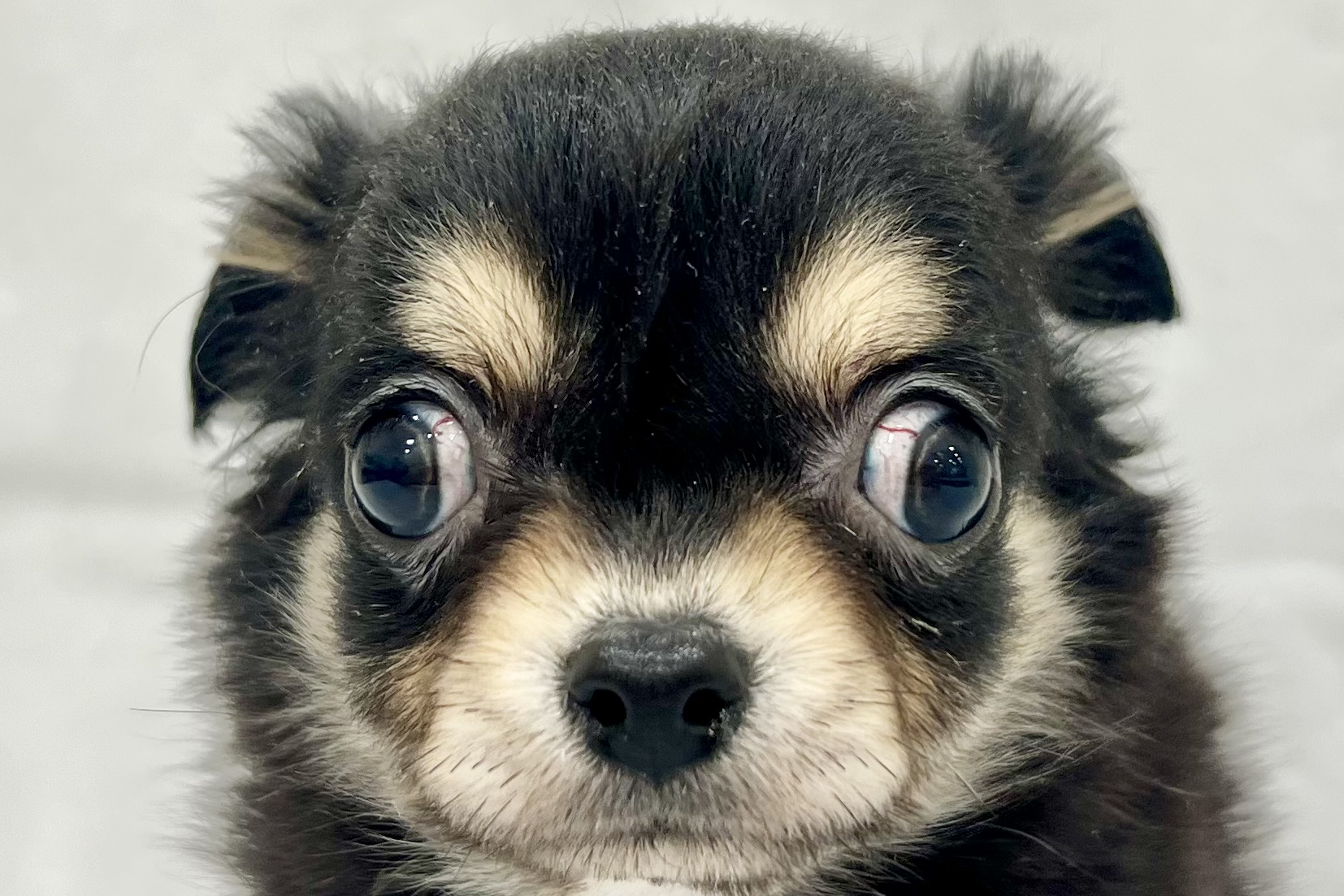 2025年12月31日生まれのチワワ(ロング)