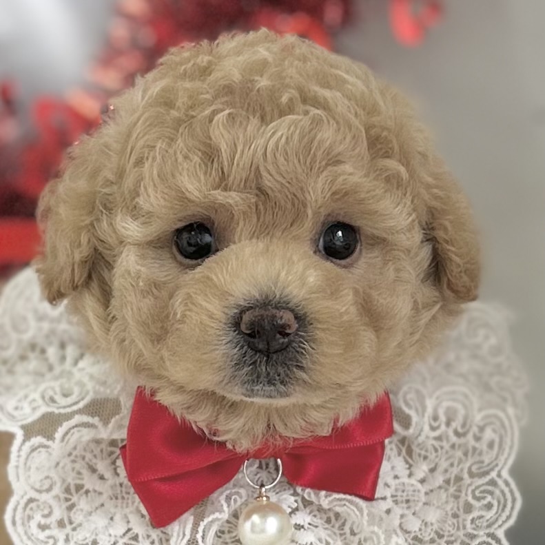 愛知県のハーフ犬・ミックス犬 (ファミリーペット豊明店/2026年1月23日生まれ/女の子/クリーム)の子猫の1枚目の画像