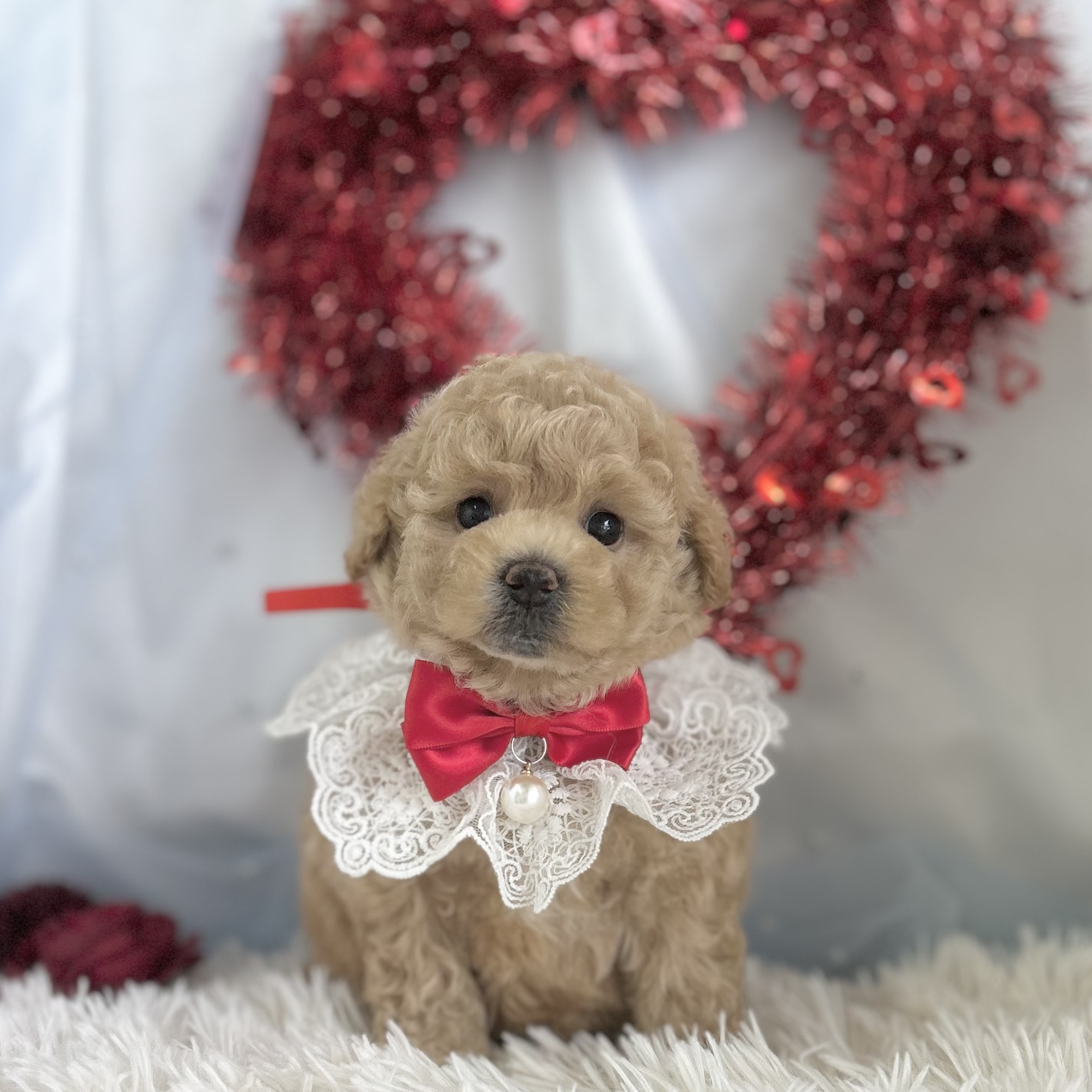 愛知県のハーフ犬・ミックス犬 (ファミリーペット豊明店/2026年1月23日生まれ/女の子/クリーム)の子猫の2枚目の画像