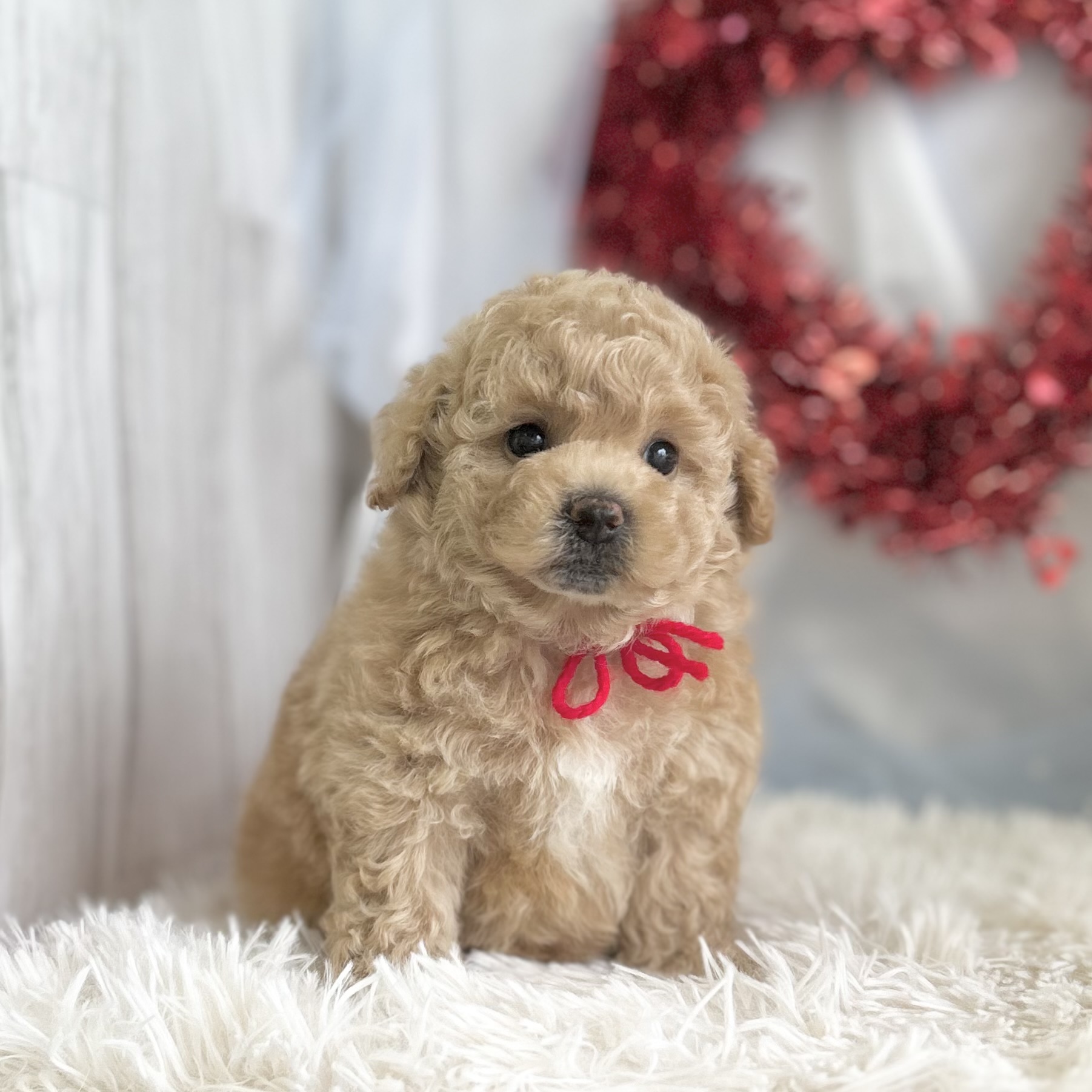愛知県のハーフ犬・ミックス犬 (ファミリーペット豊明店/2026年1月23日生まれ/女の子/クリーム)の子猫の3枚目の画像