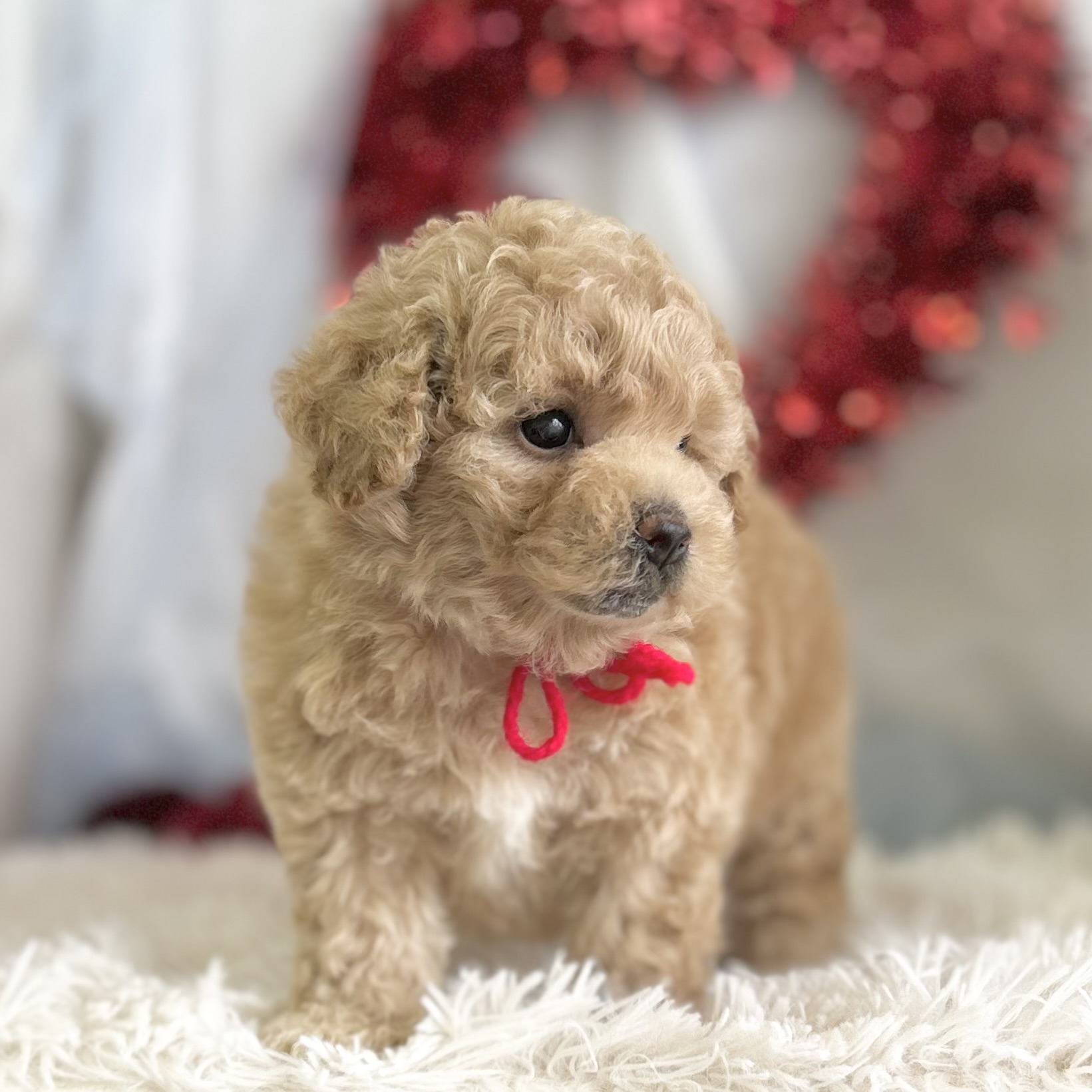 愛知県のハーフ犬・ミックス犬 (ファミリーペット豊明店/2026年1月23日生まれ/女の子/クリーム)の子猫の4枚目の画像