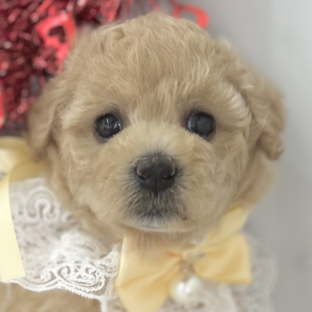 愛知県のハーフ犬・ミックス犬 (ファミリーペット豊明店/2026年1月23日生まれ/女の子/クリーム)の子猫の1枚目の画像